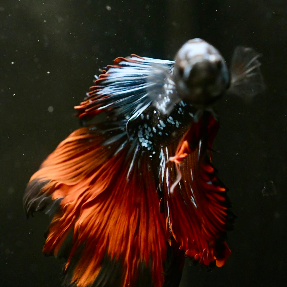 Avatar Red Tail Halfmoon Betta #2