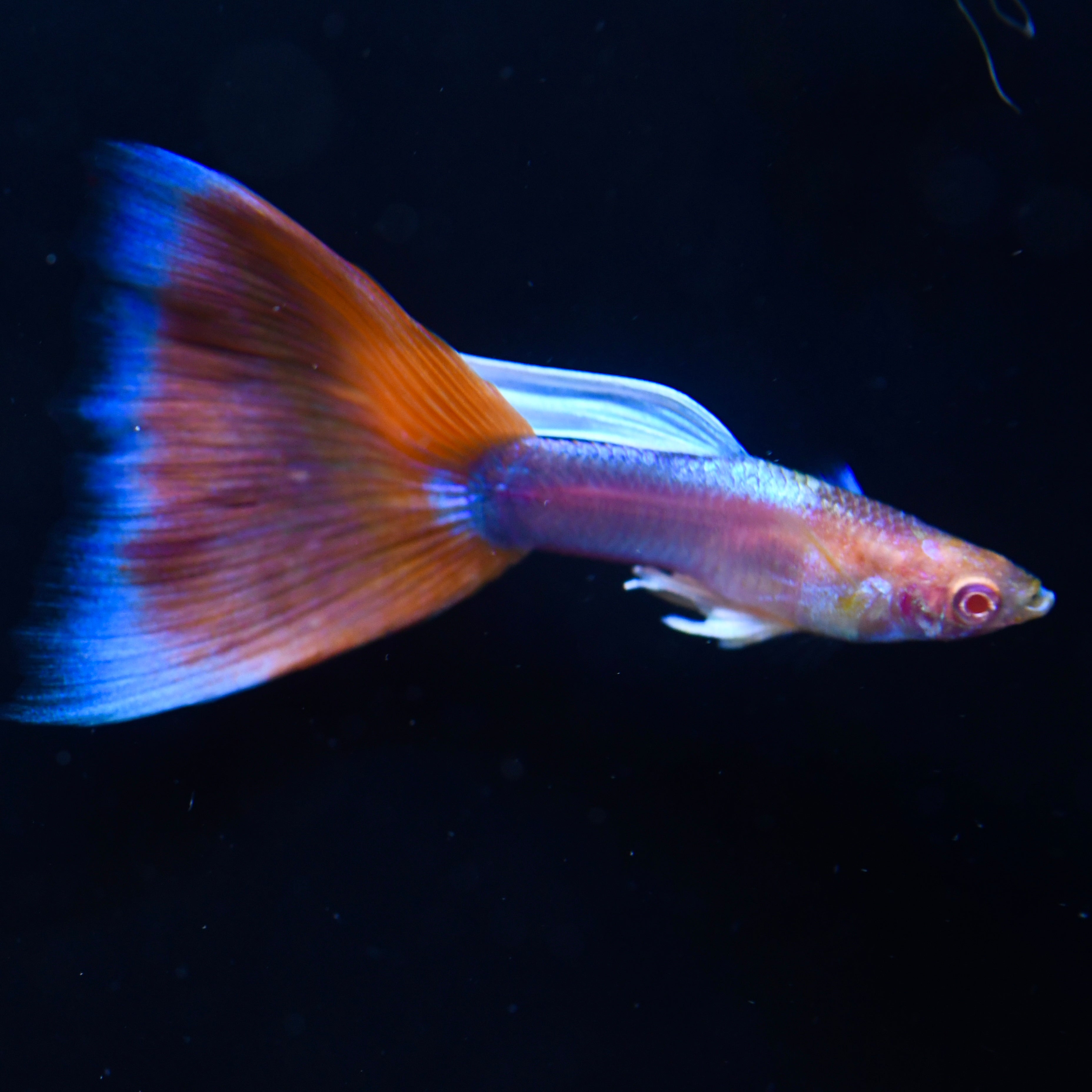 Albino Deep Red Tail