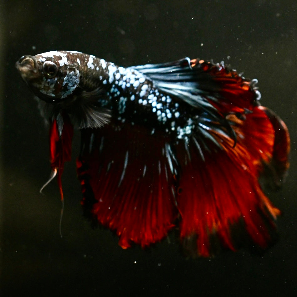 Avatar Red Tail Halfmoon Betta #2