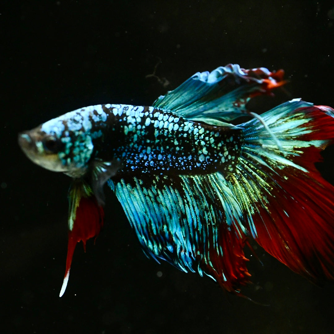 Koi Avatar Halfmoon Betta #2