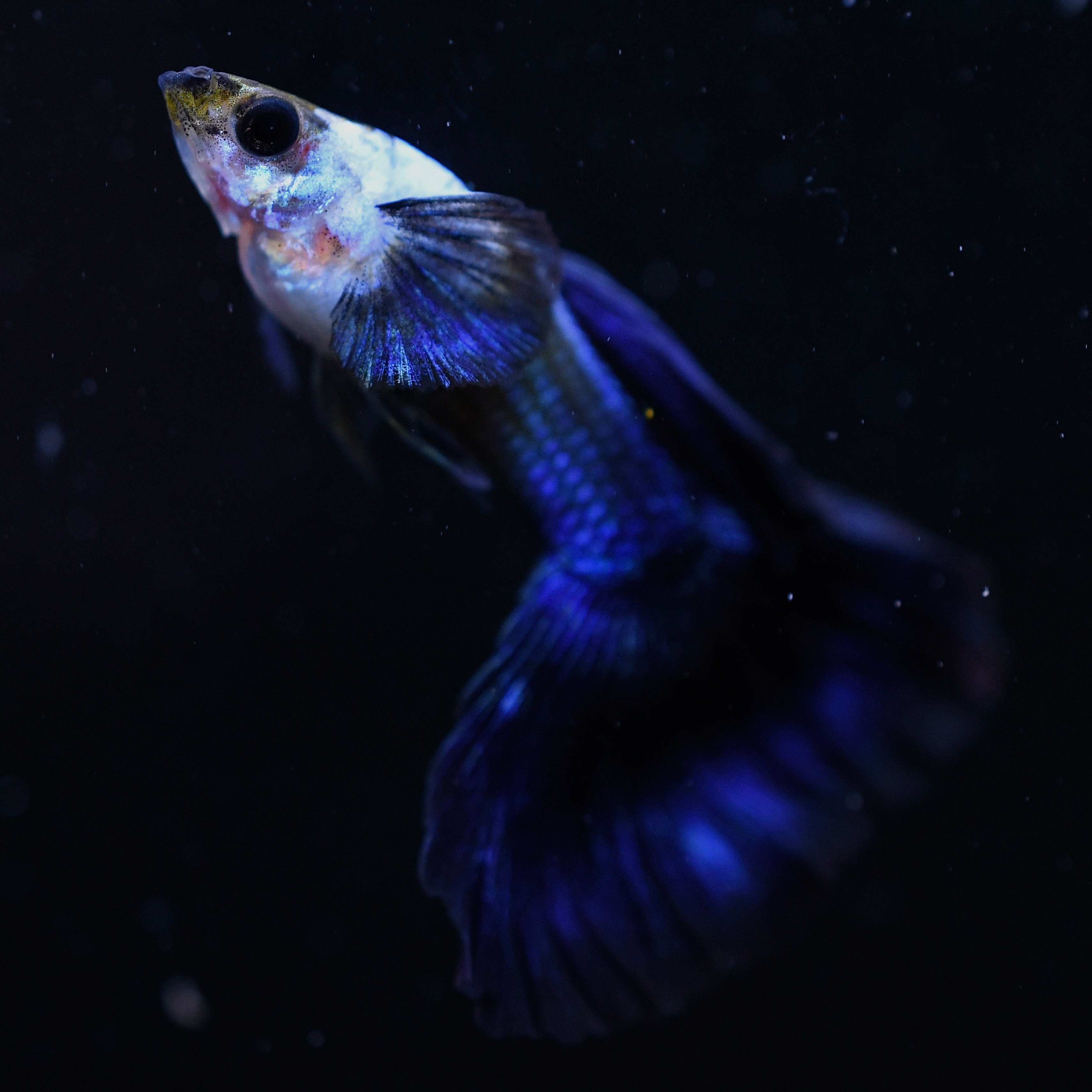 Silverado Half-Black Blue - Canada Guppies