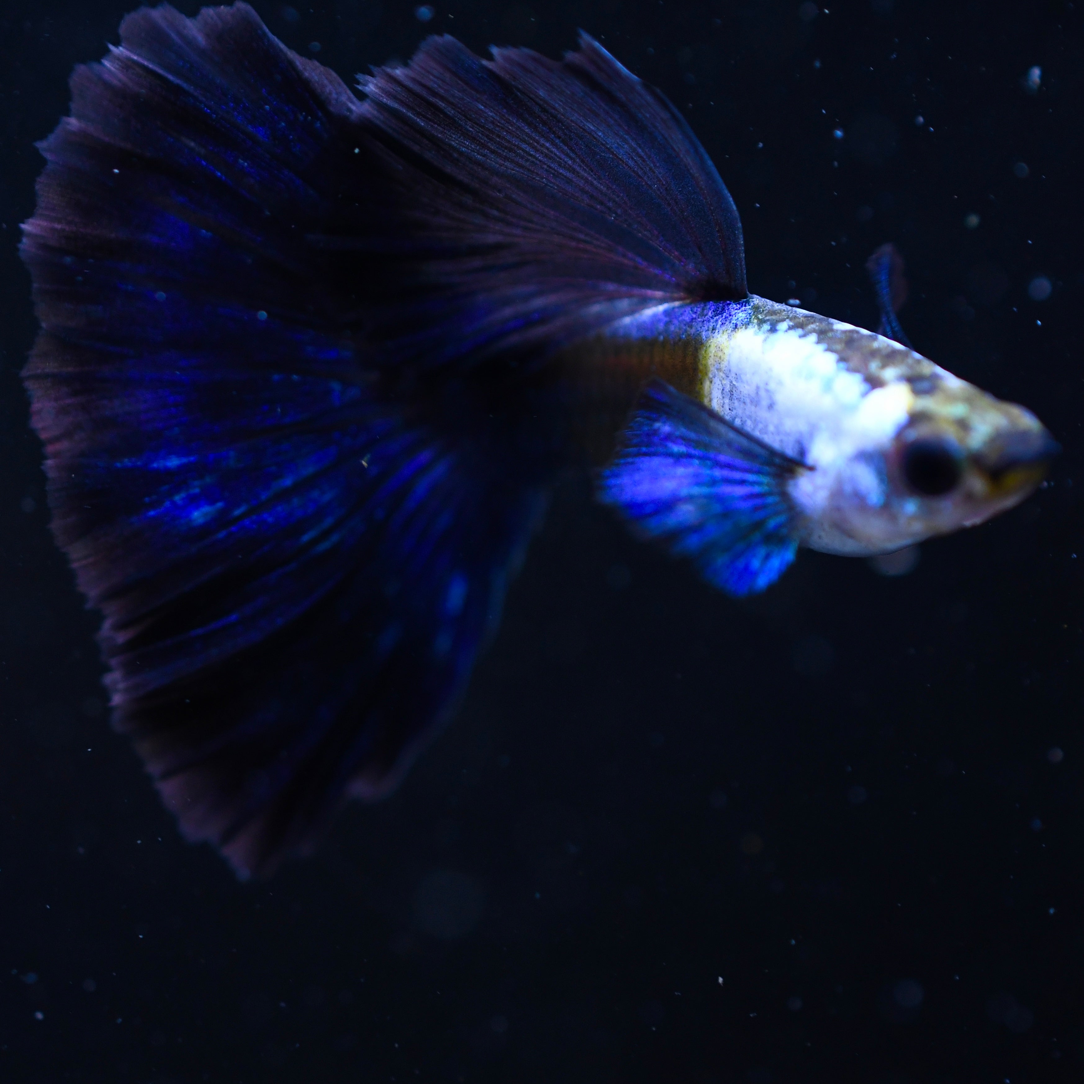 Silverado Half-Black Blue - Canada Guppies