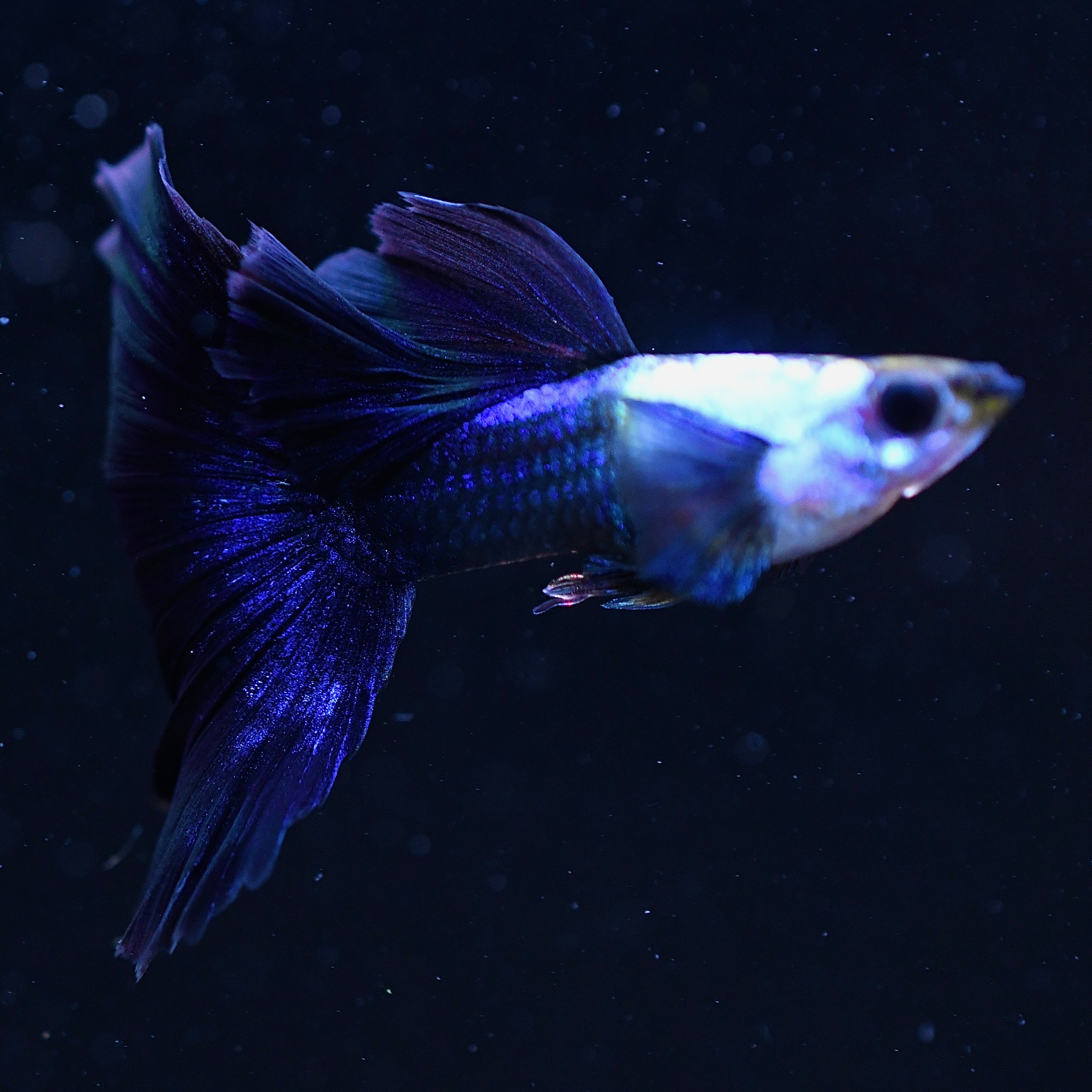 Silverado Half-Black Blue - Canada Guppies