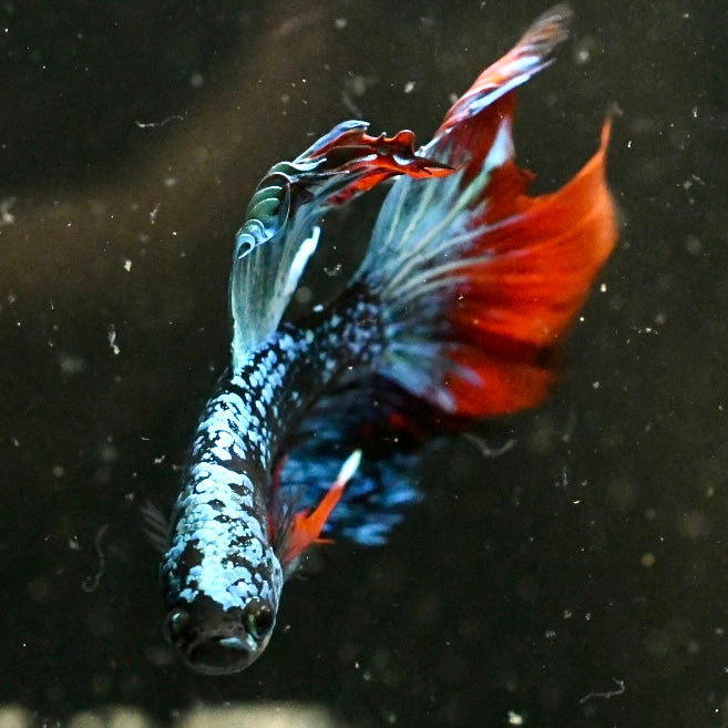 Koi Avatar Halfmoon Betta #2