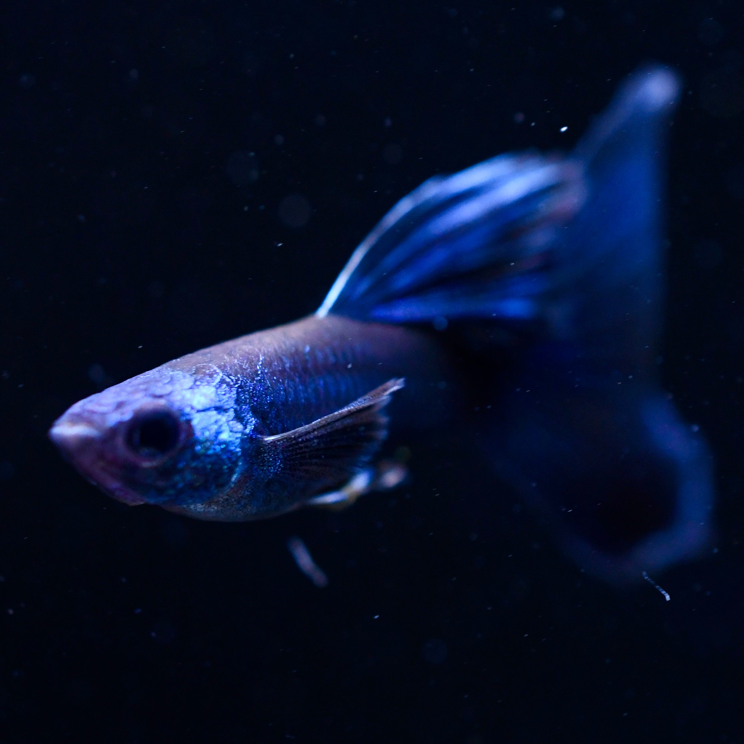 Blue Moscow - Canada Guppies