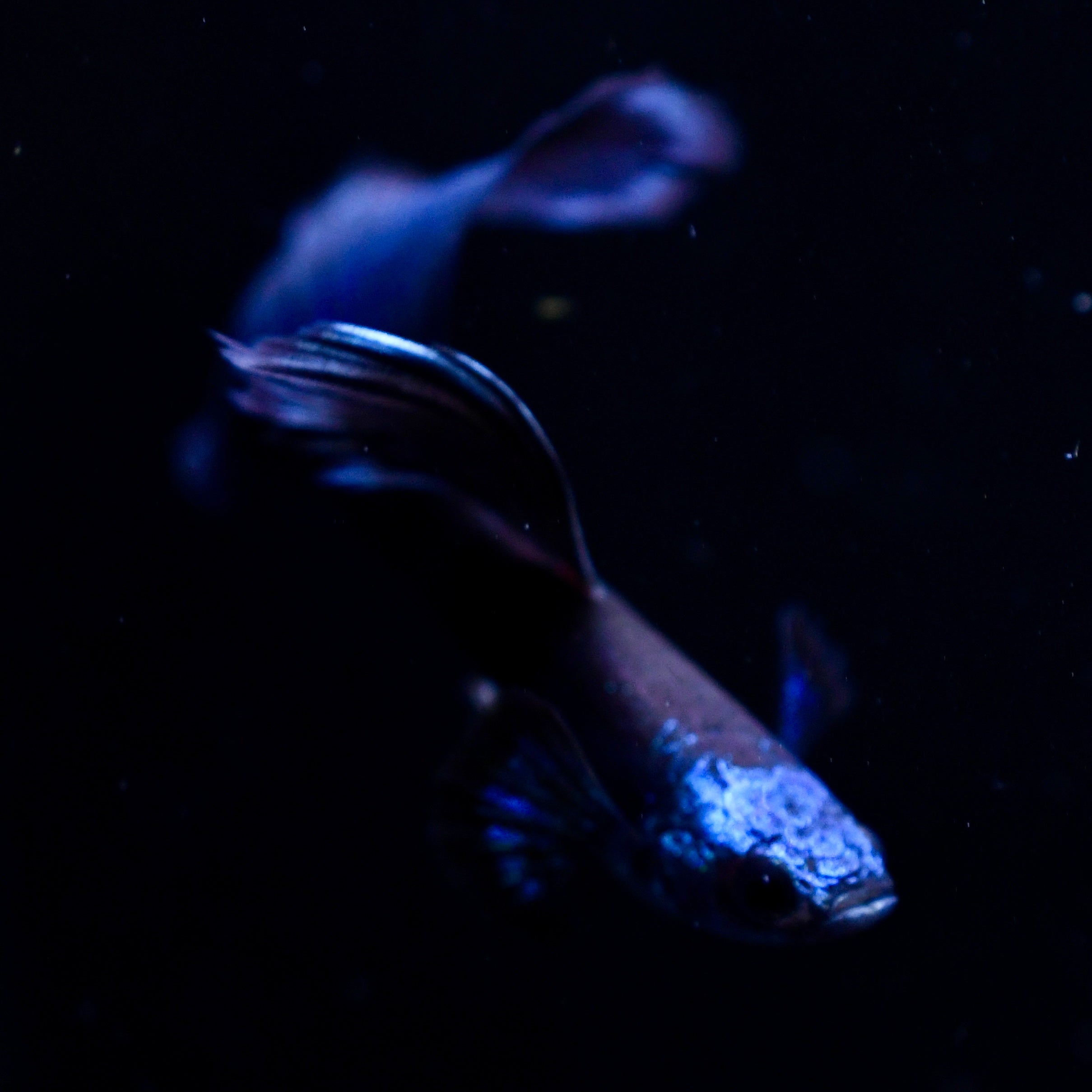 Blue Moscow - Canada Guppies