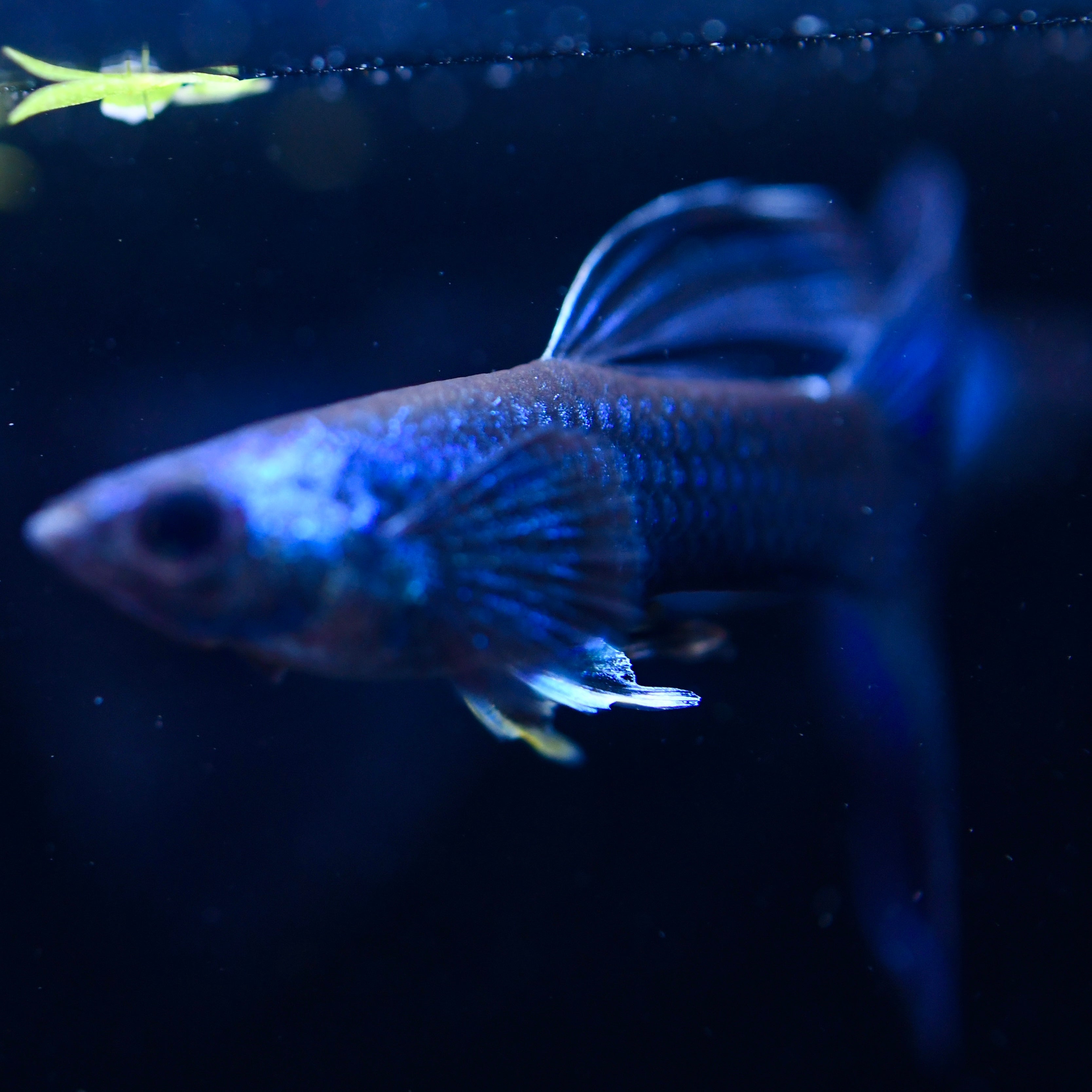 Blue Moscow - Canada Guppies