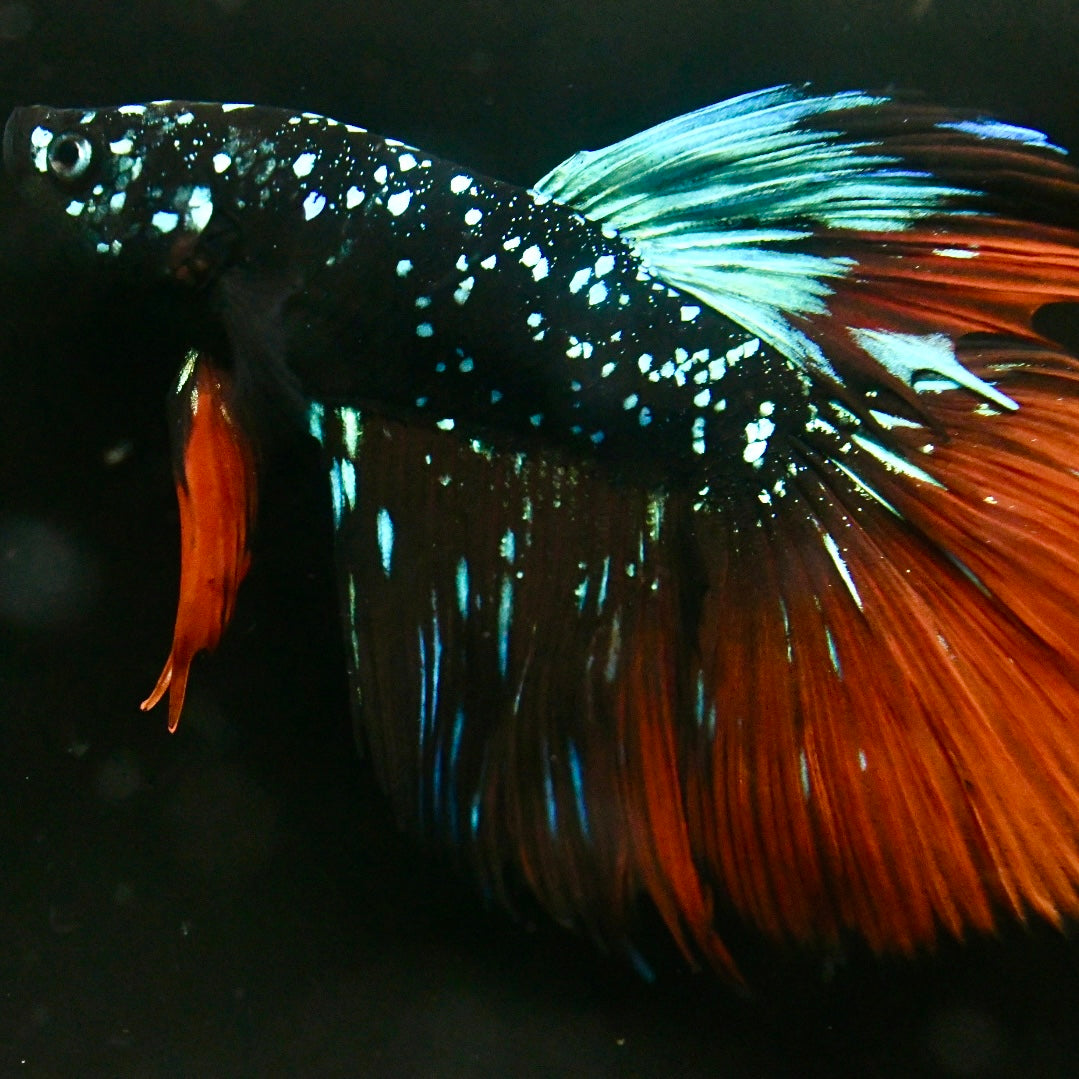 Avatar Red Tail Halfmoon Betta #3