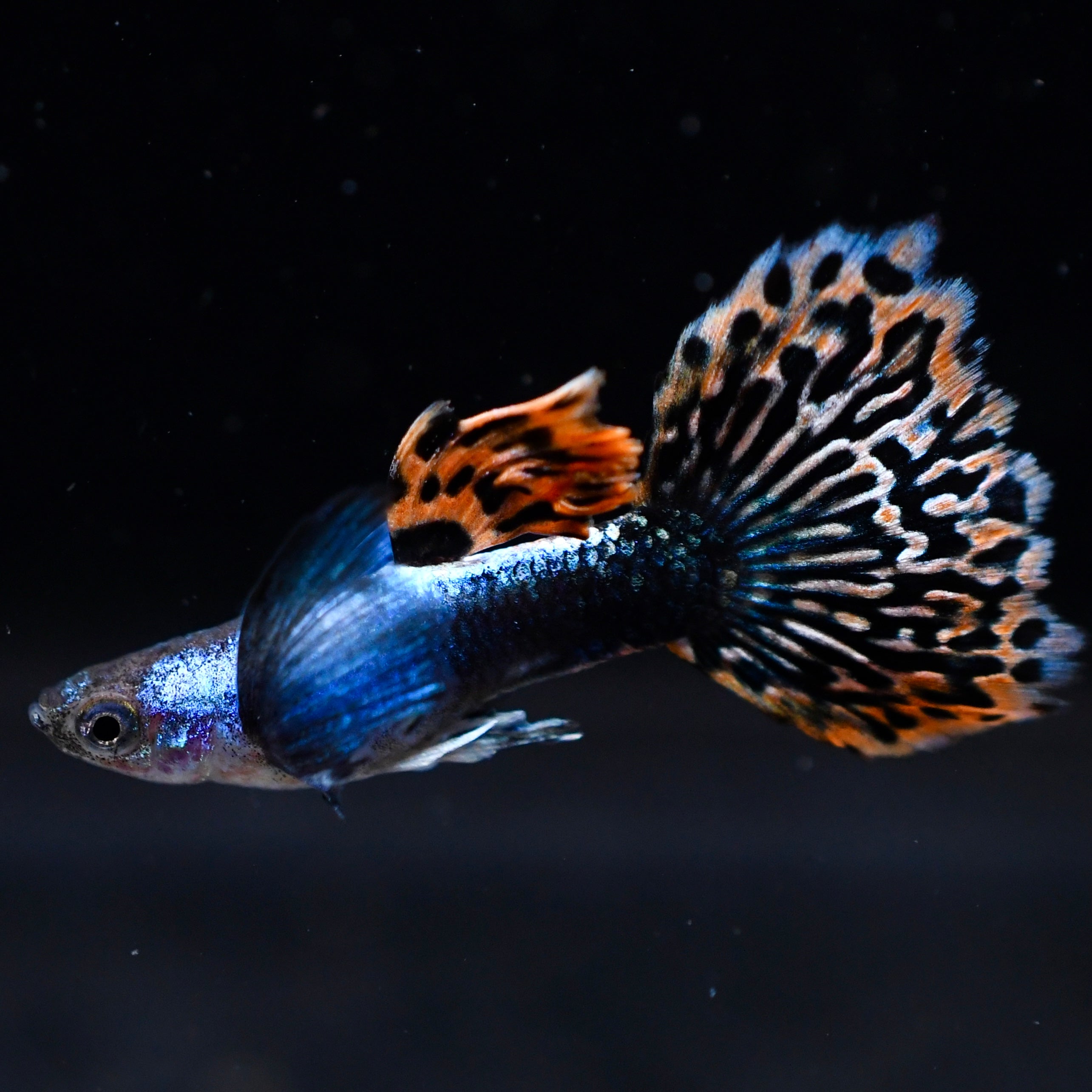 Silverado Red Mosaic Dumbo (Newly Developed Strain)