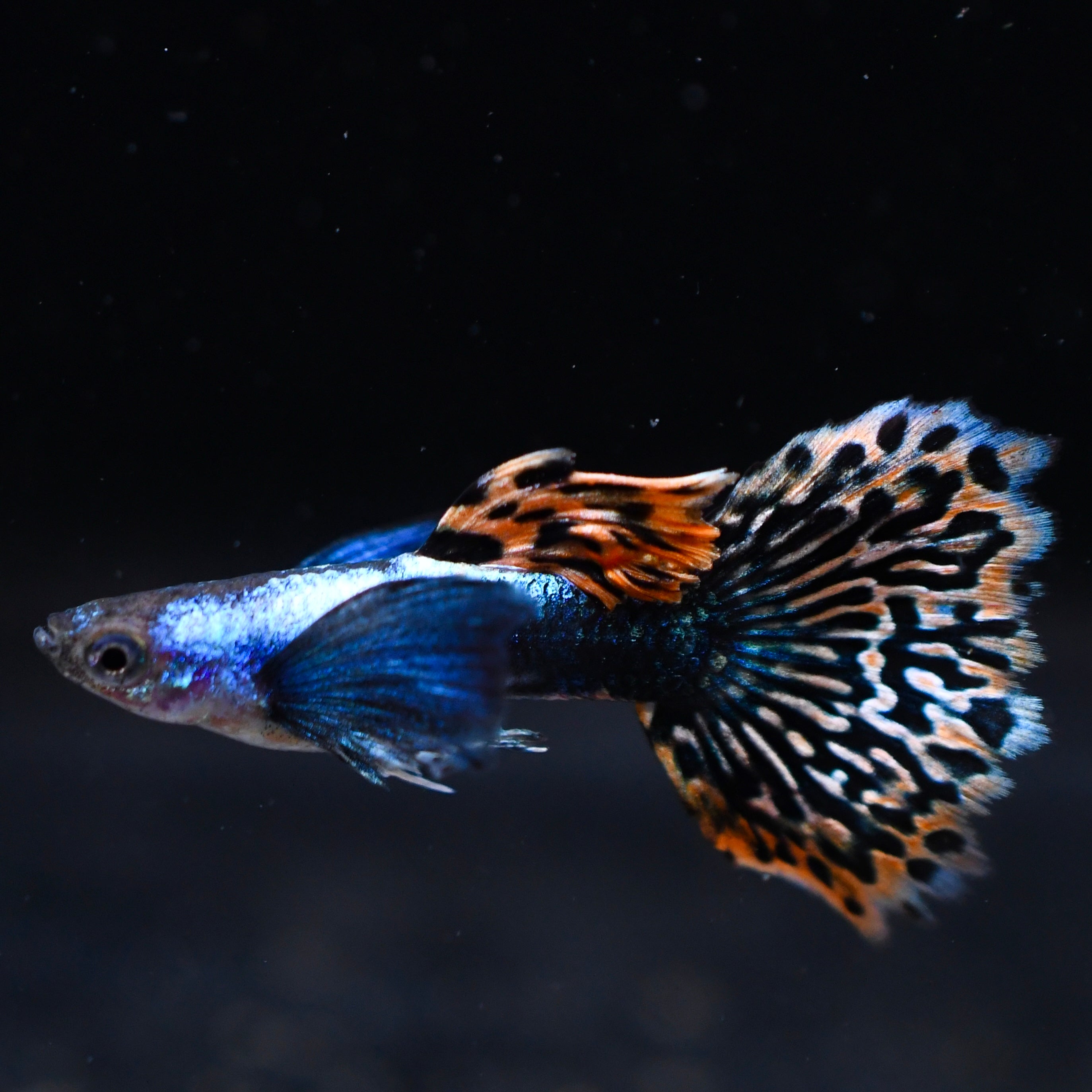 Silverado Red Mosaic Dumbo (Newly Developed Strain)