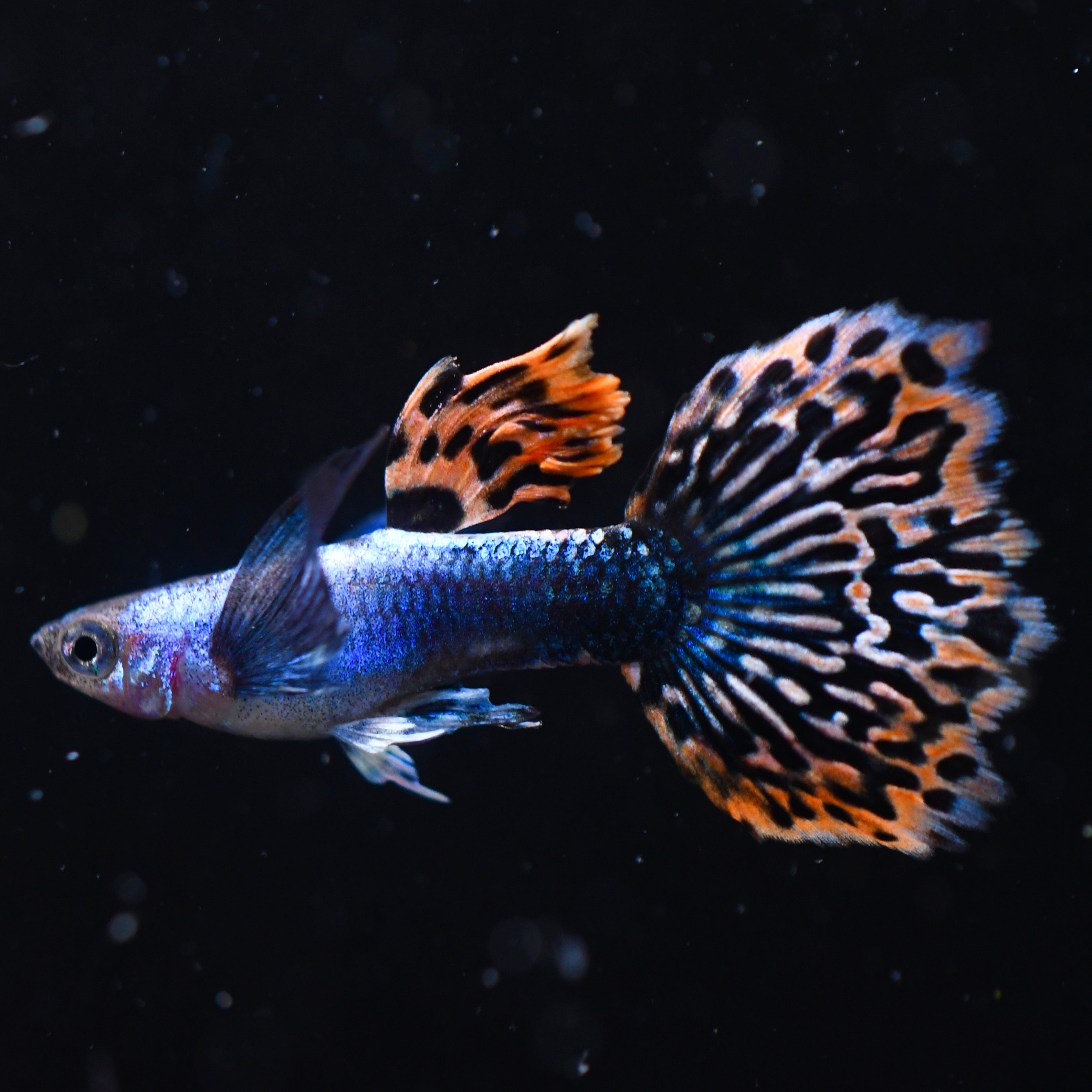 Silverado Red Mosaic Dumbo (Newly Developed Strain)