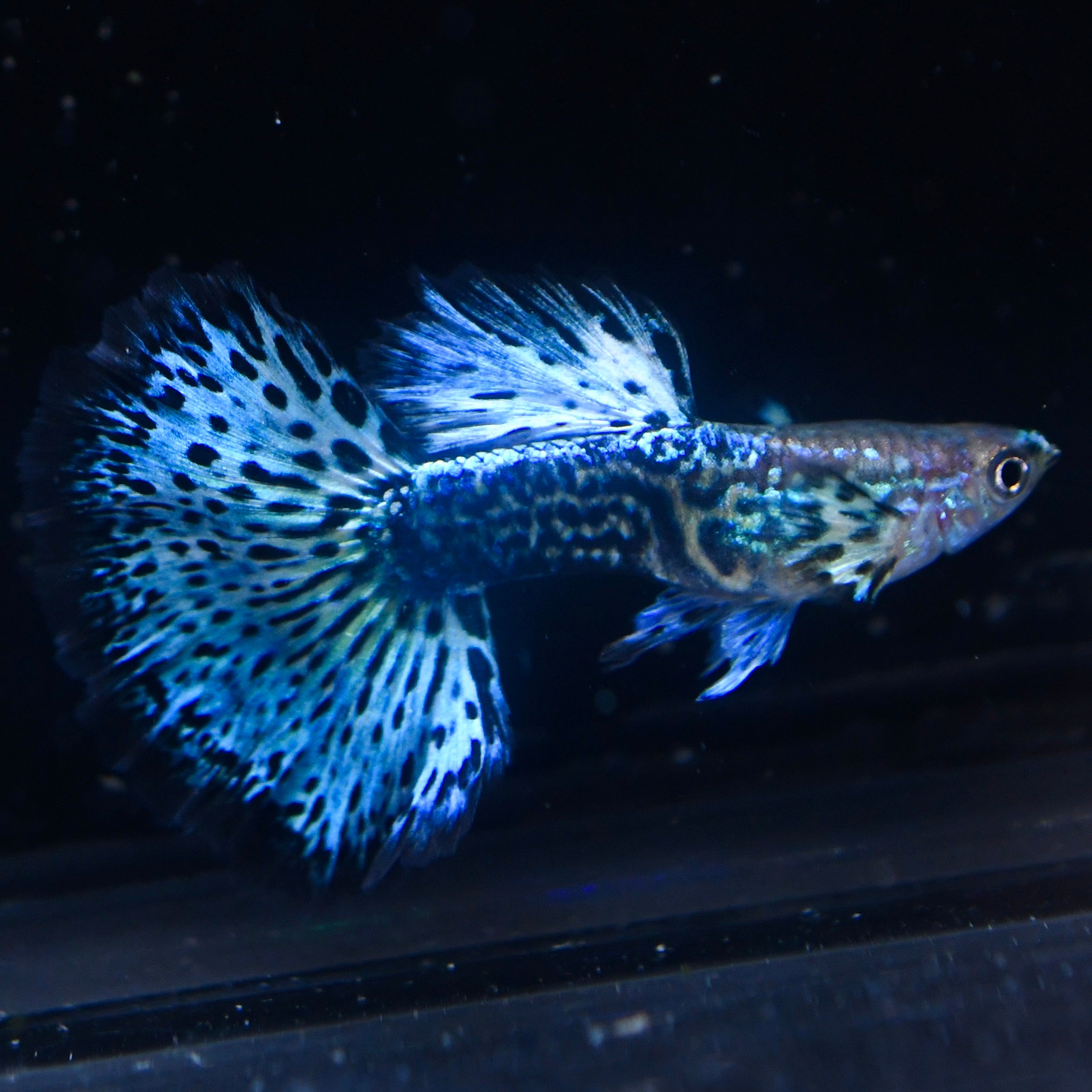 Emerald Green Dragon