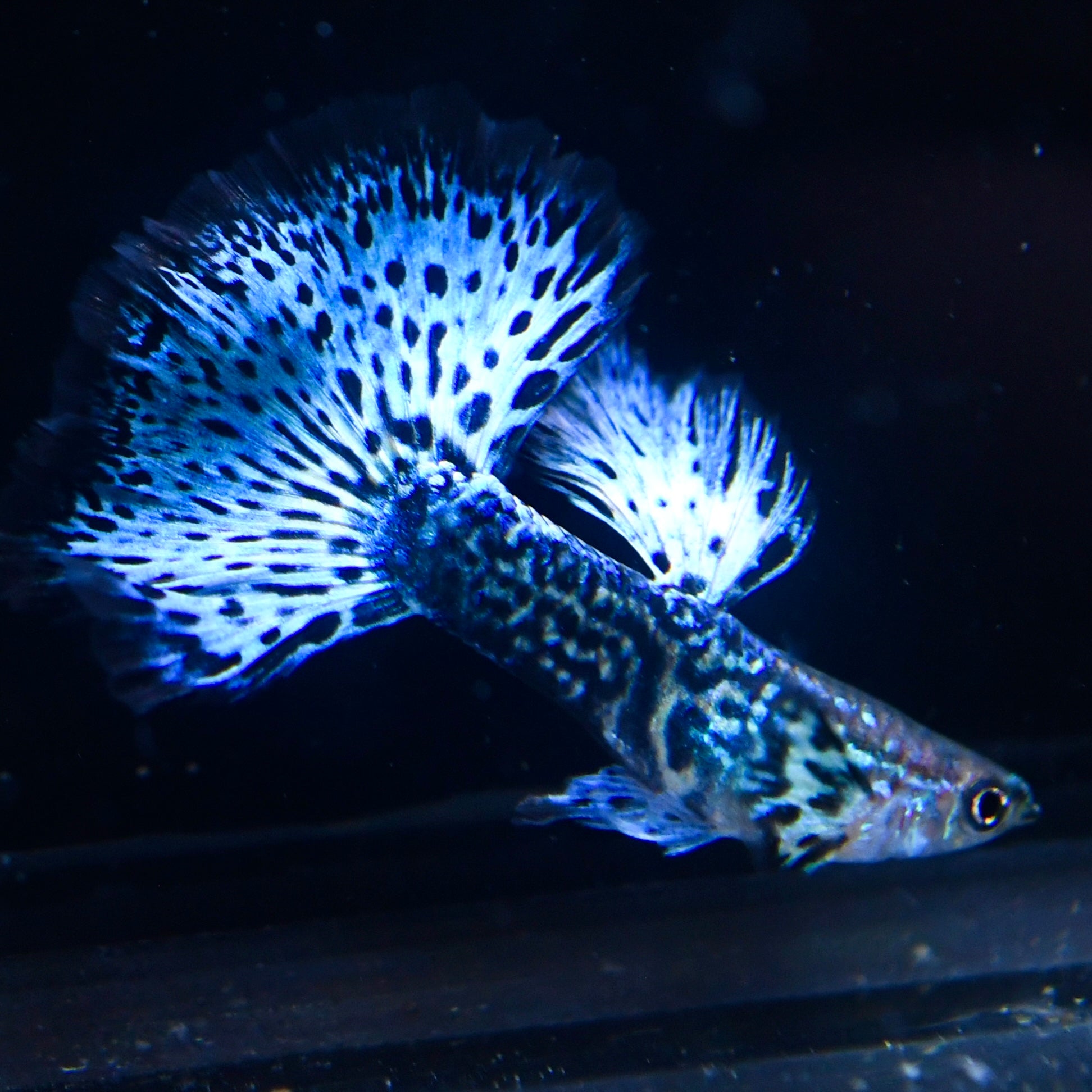 Emerald Green Dragon