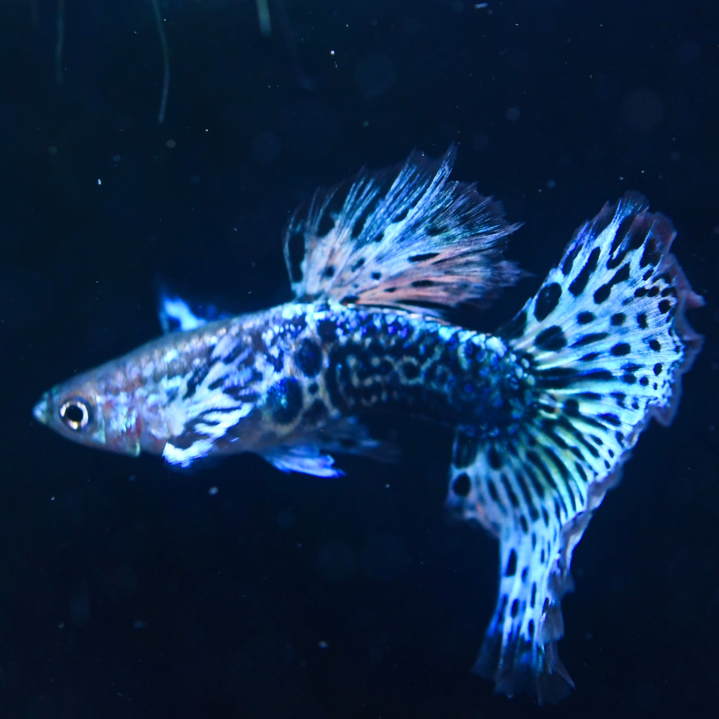 Emerald Green Dragon