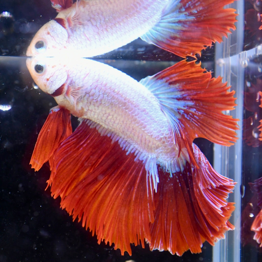 Red Dragon Halfmoon #1