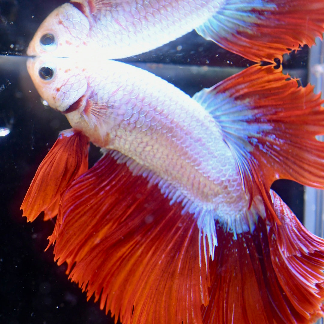 Red Dragon Halfmoon #1