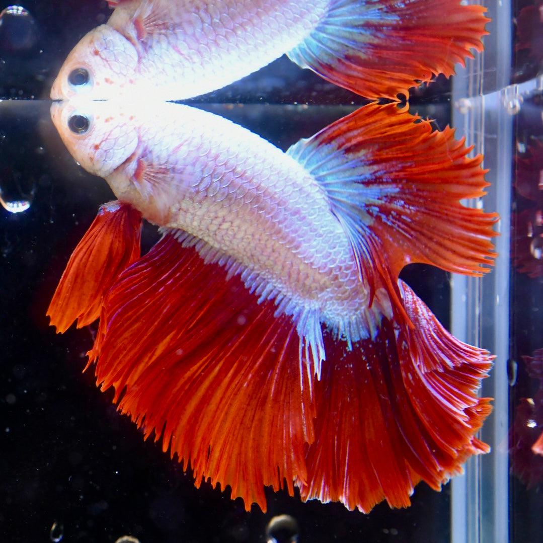 Red Dragon Halfmoon #1