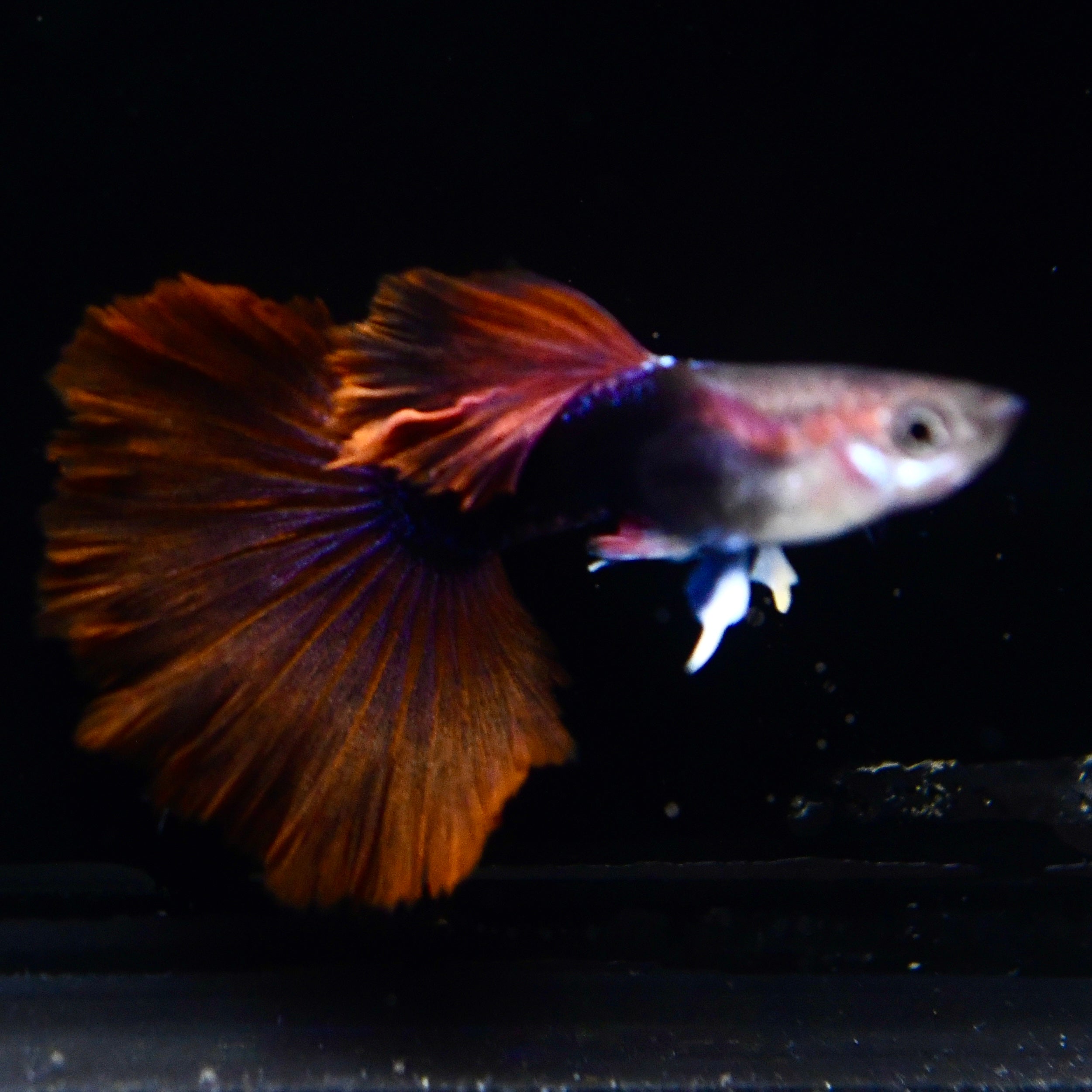 Half Black Ultra Red Rose