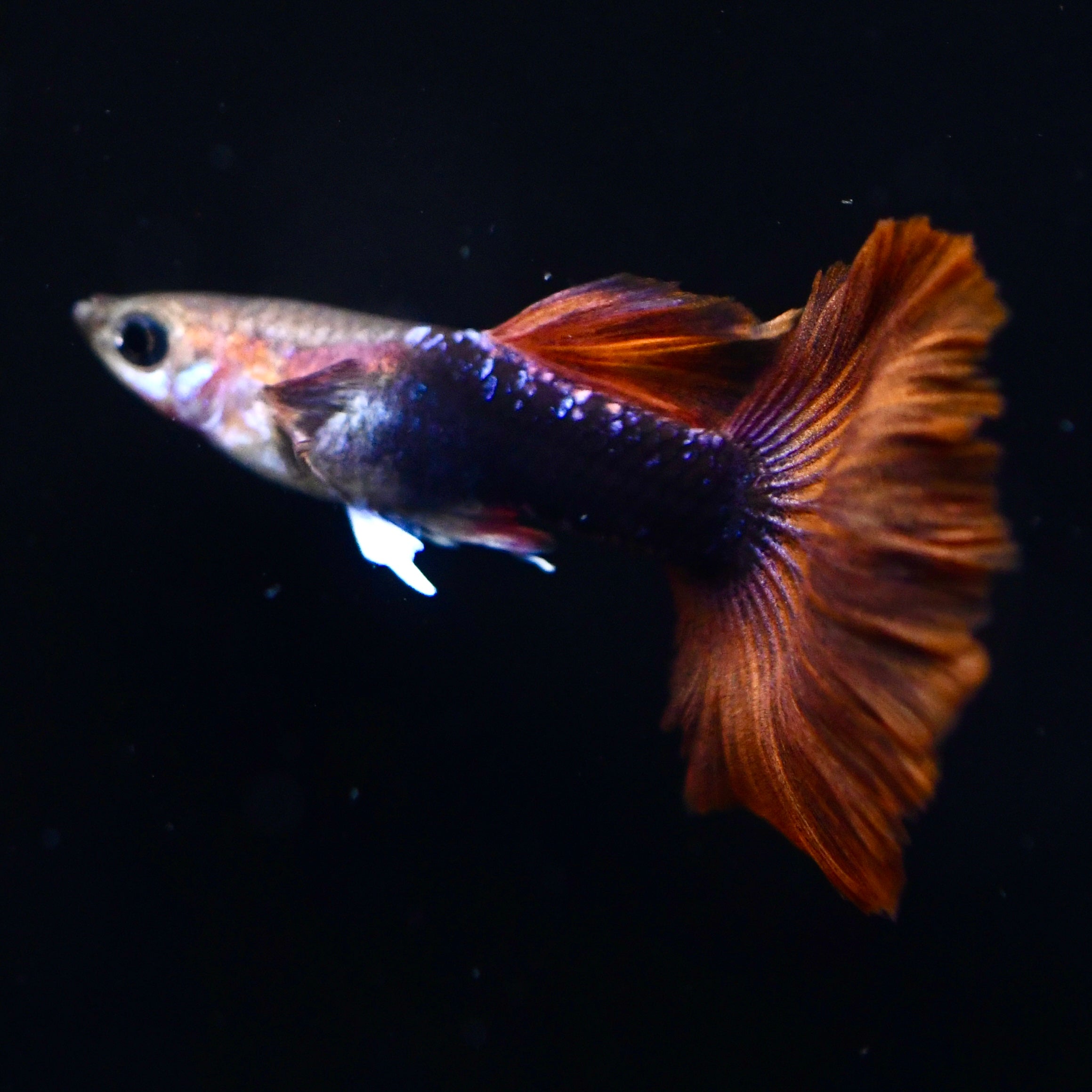 Half Black Ultra Red Rose