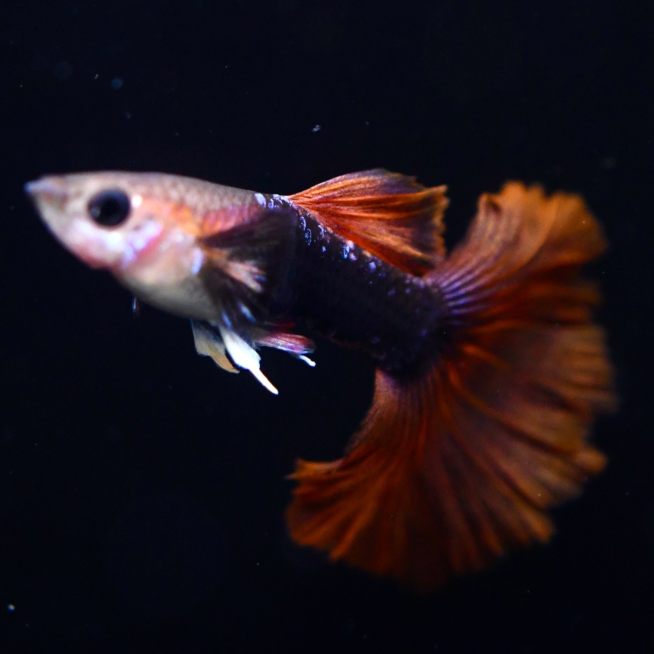 Half Black Ultra Red Rose