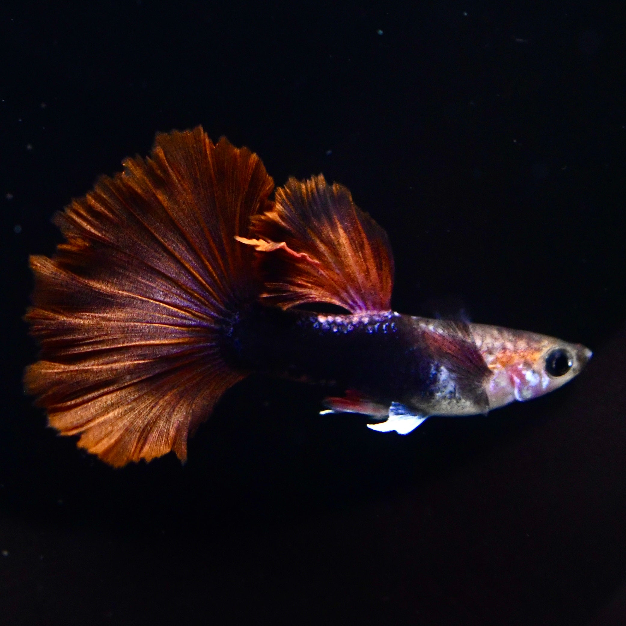 Half Black Ultra Red Rose