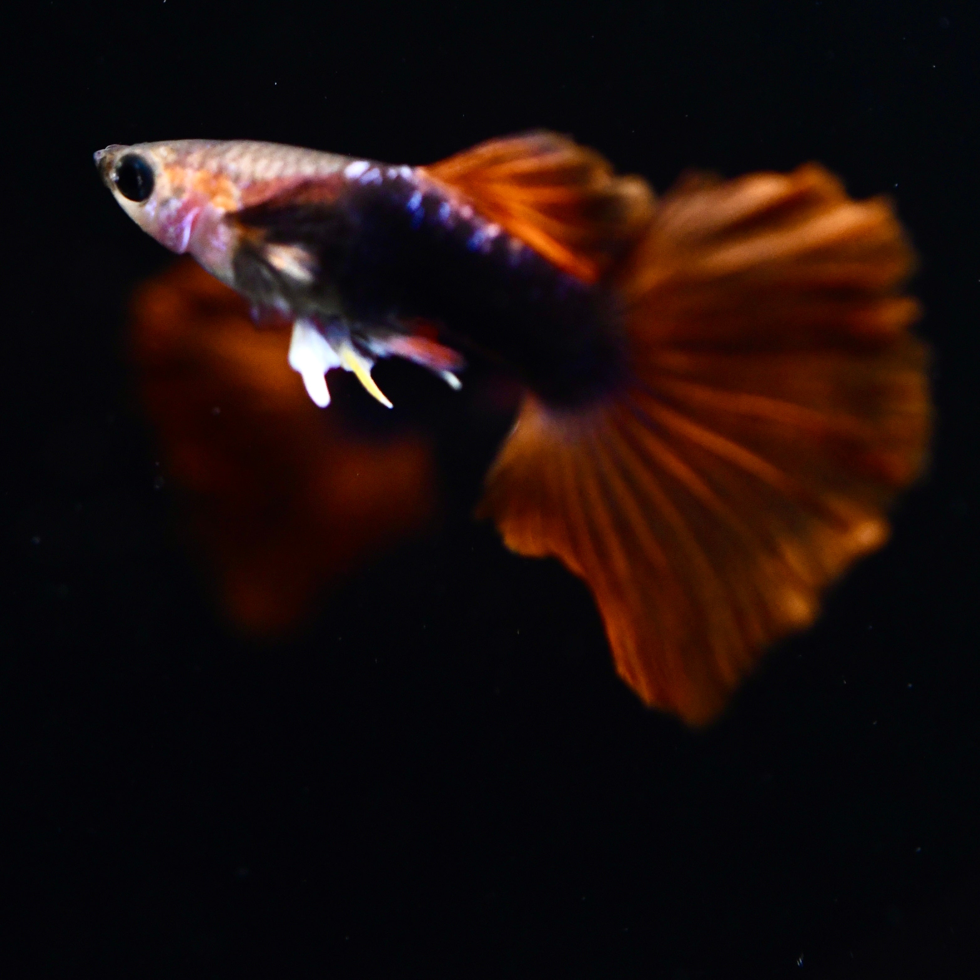 Half Black Ultra Red Rose