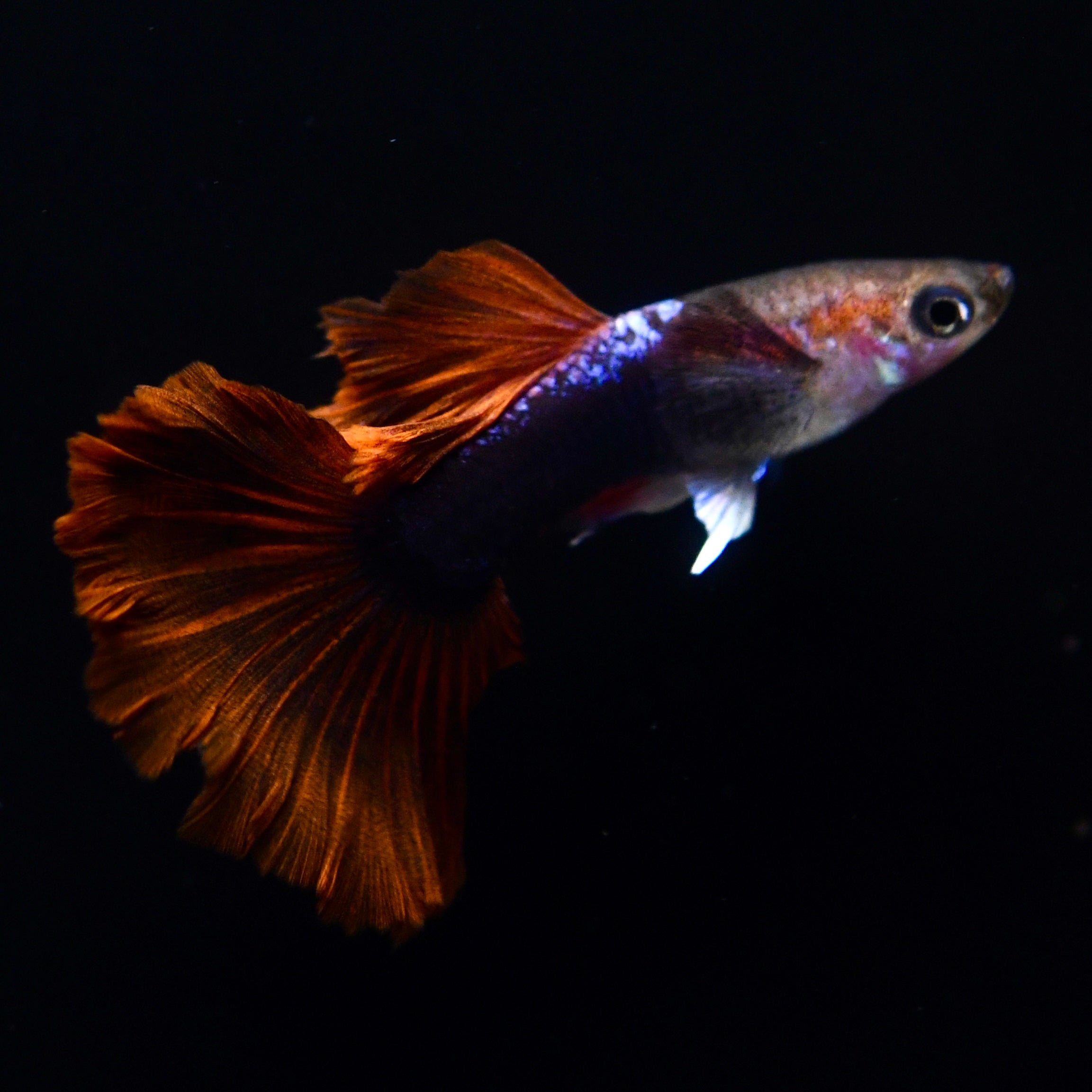 Half Black Ultra Red Rose