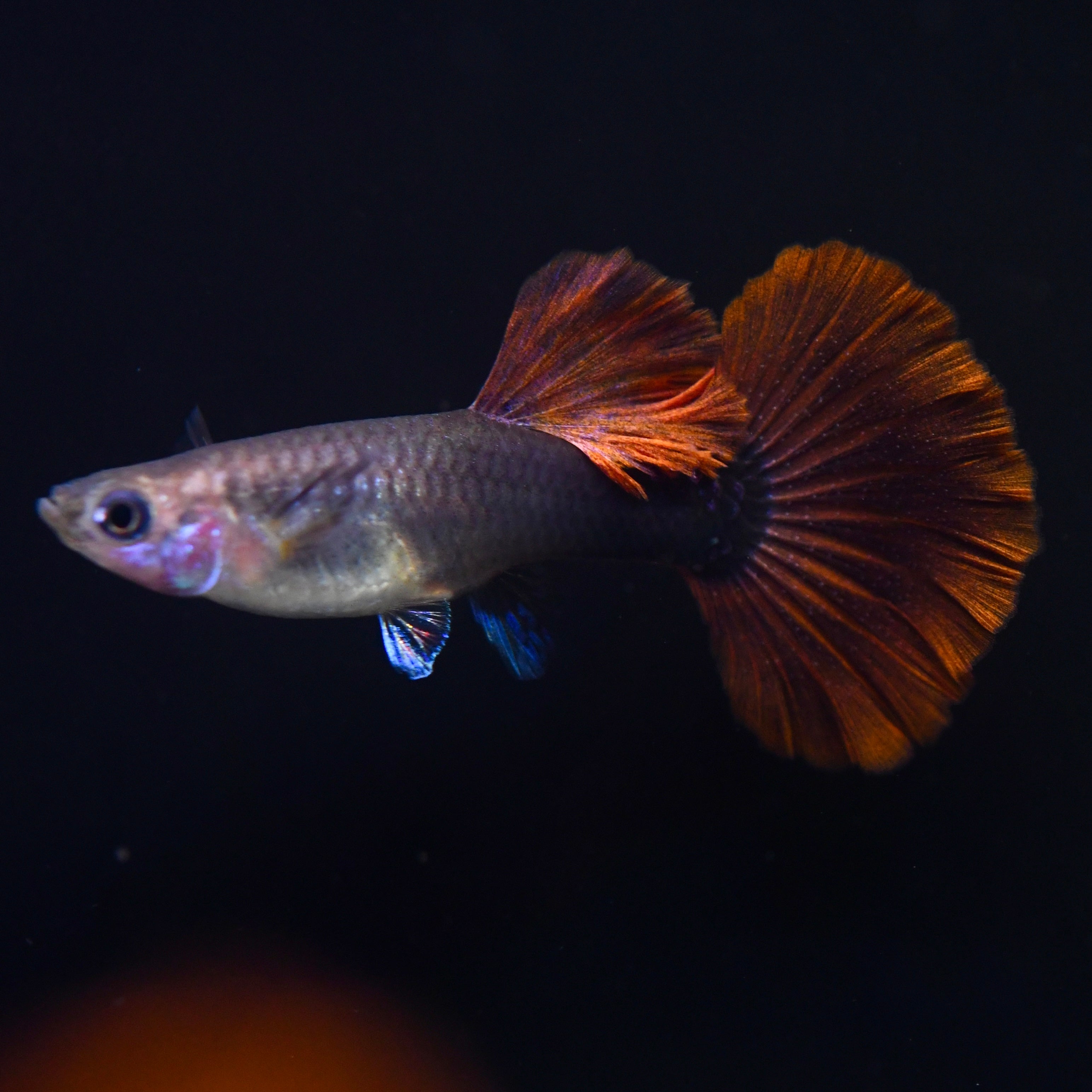 Half Black Ultra Red Rose