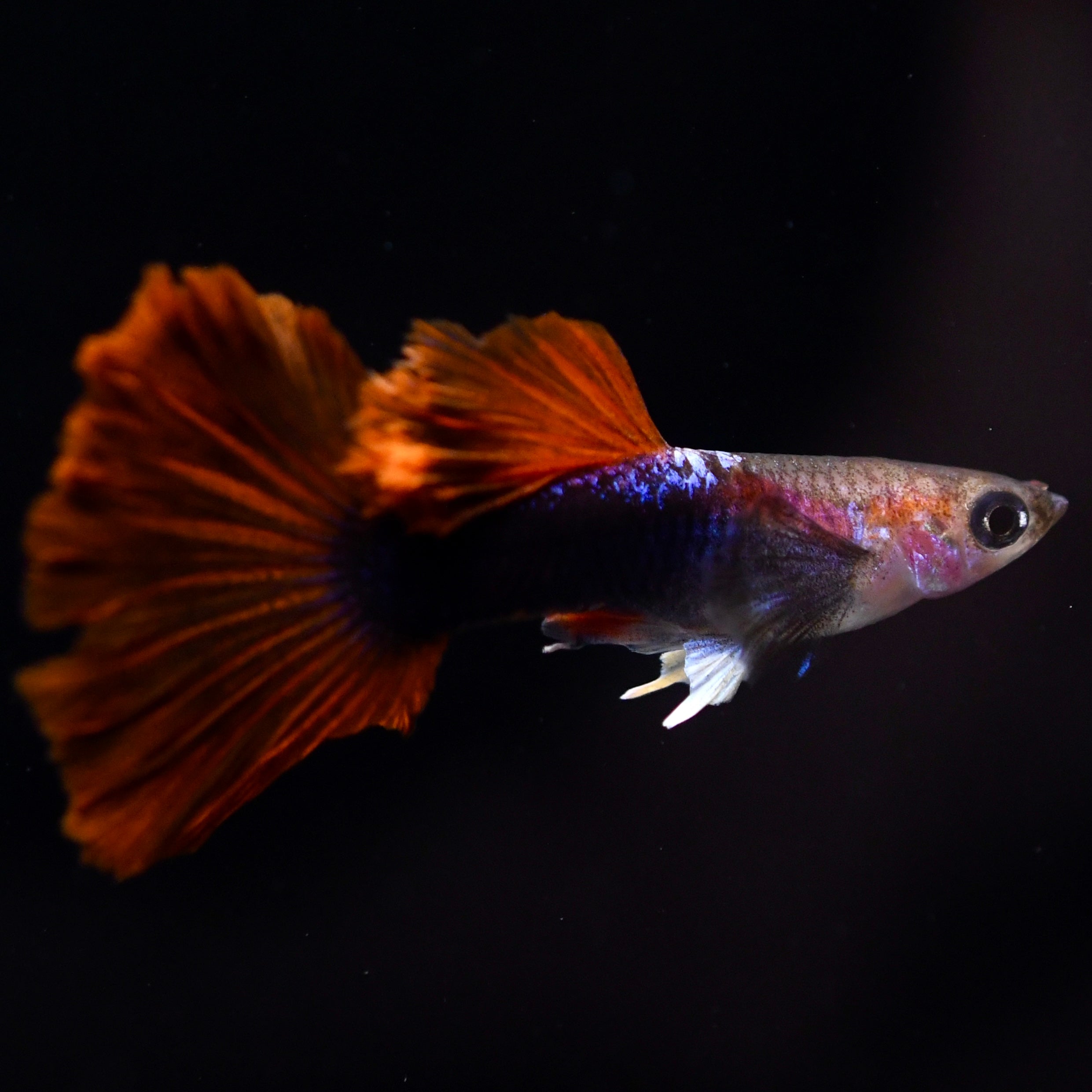 Half Black Ultra Red Rose