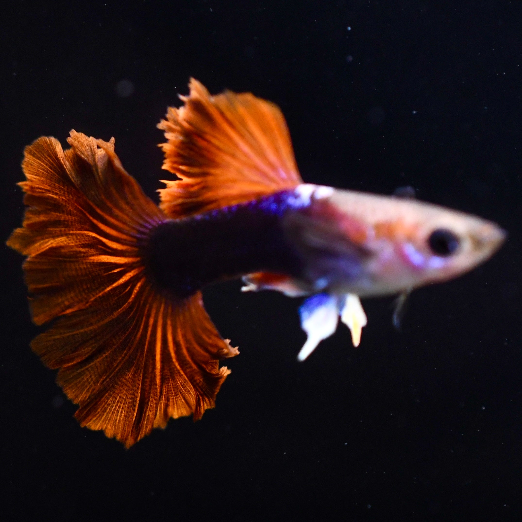 Half Black Ultra Red Rose