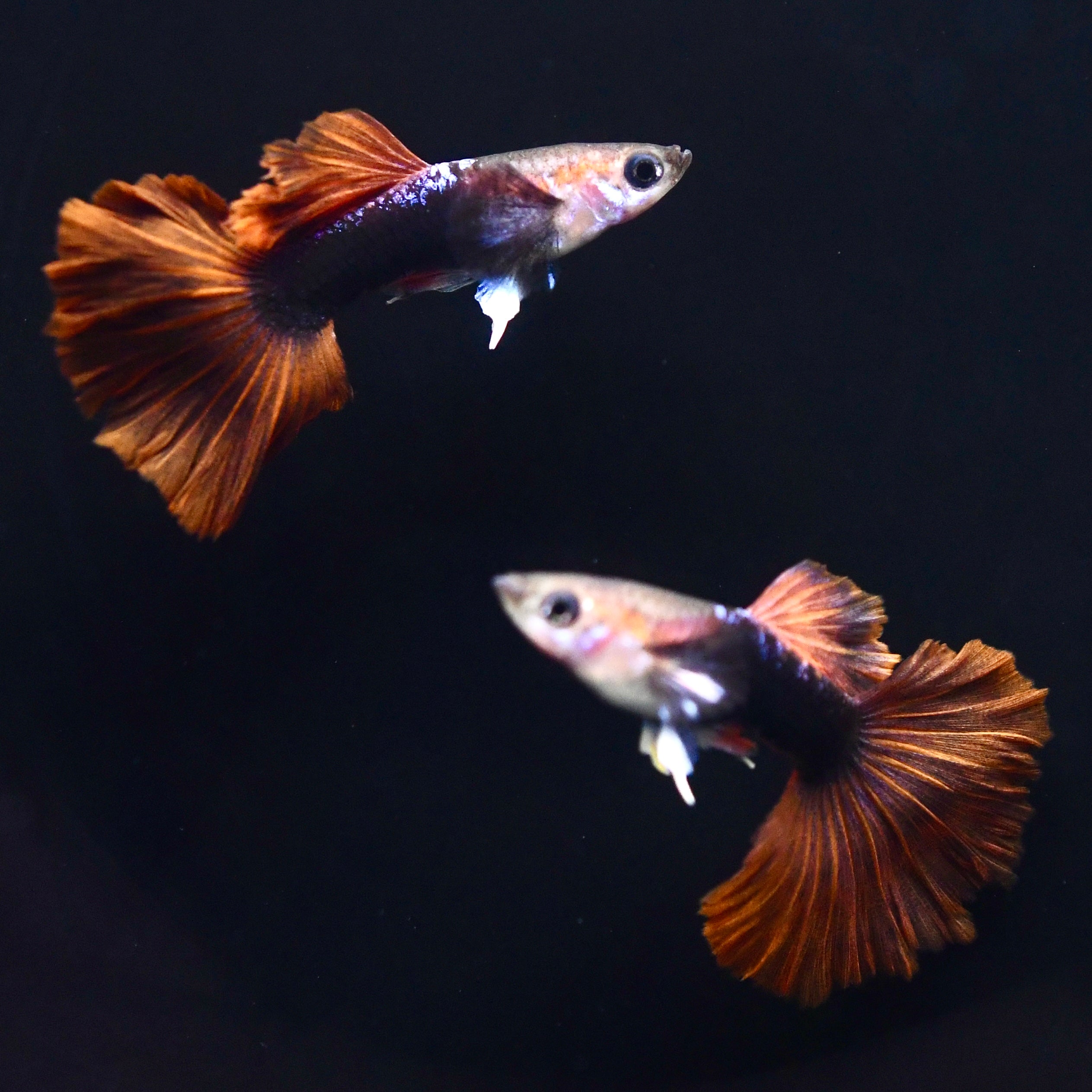 Half Black Ultra Red Rose