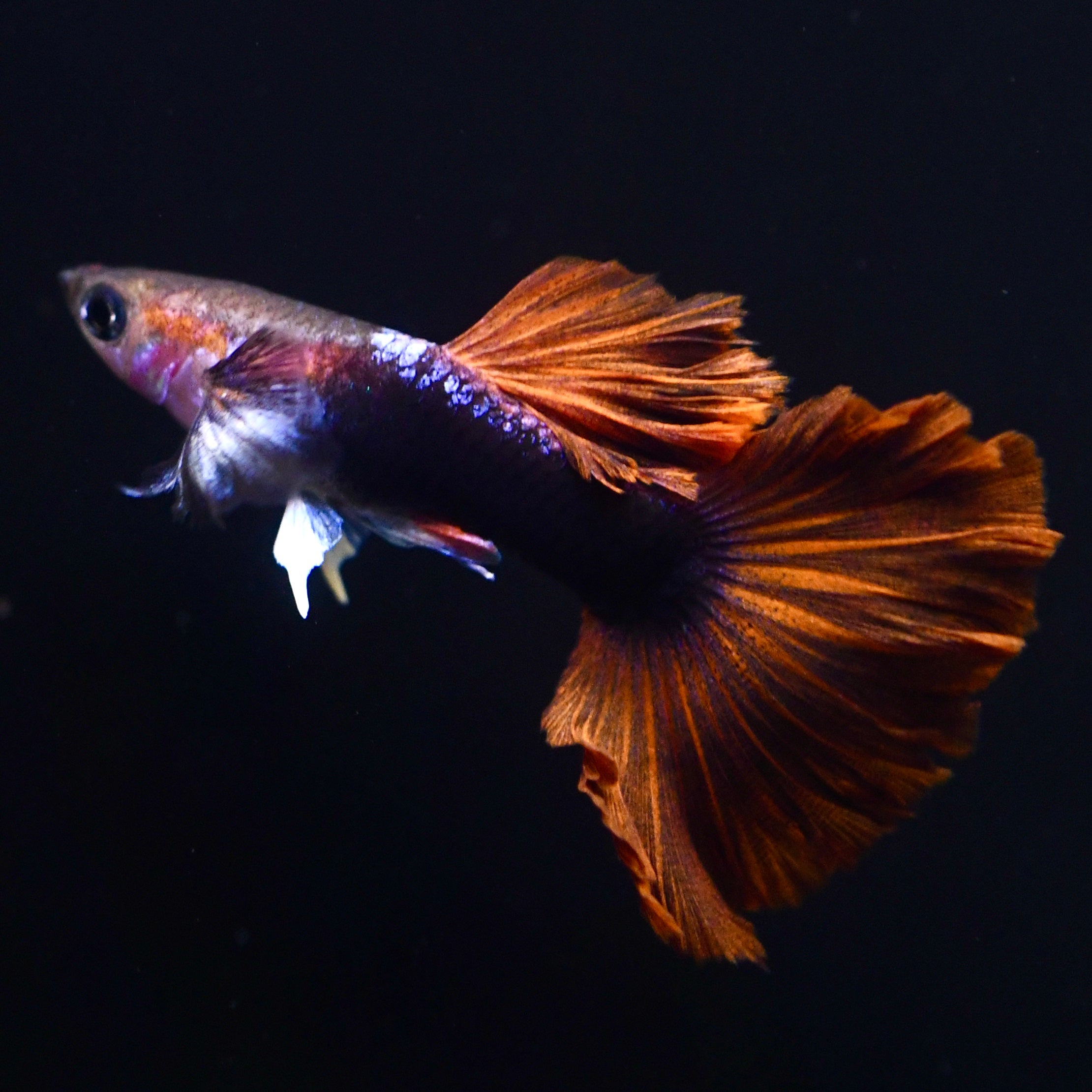 Half Black Ultra Red Rose