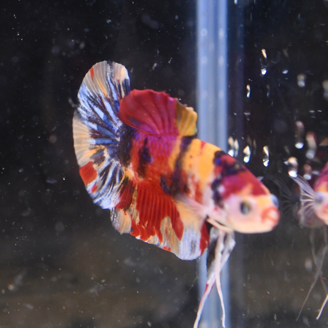 Giant Multicolor Halfmoon Plakat #1