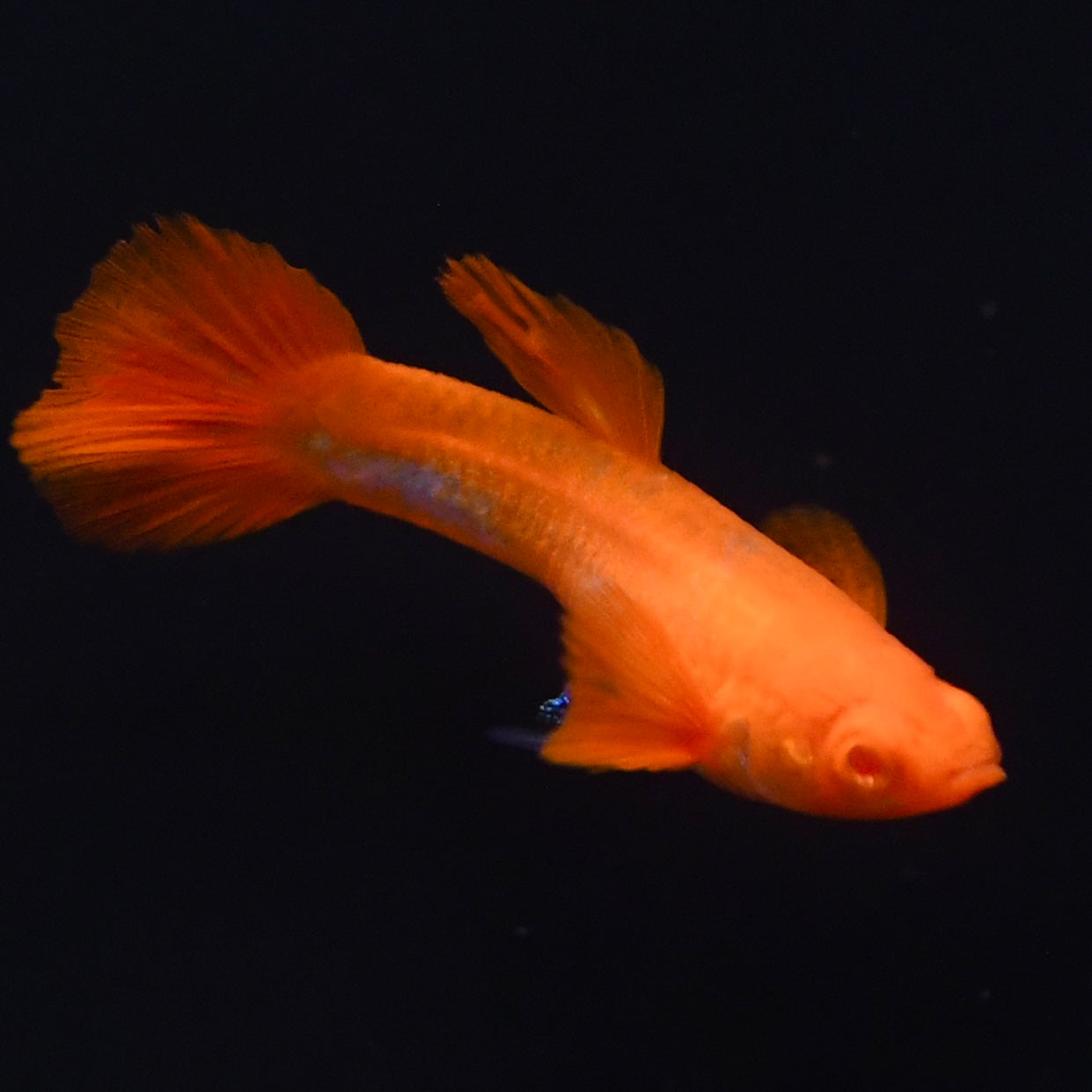 Albino Koi Guppies