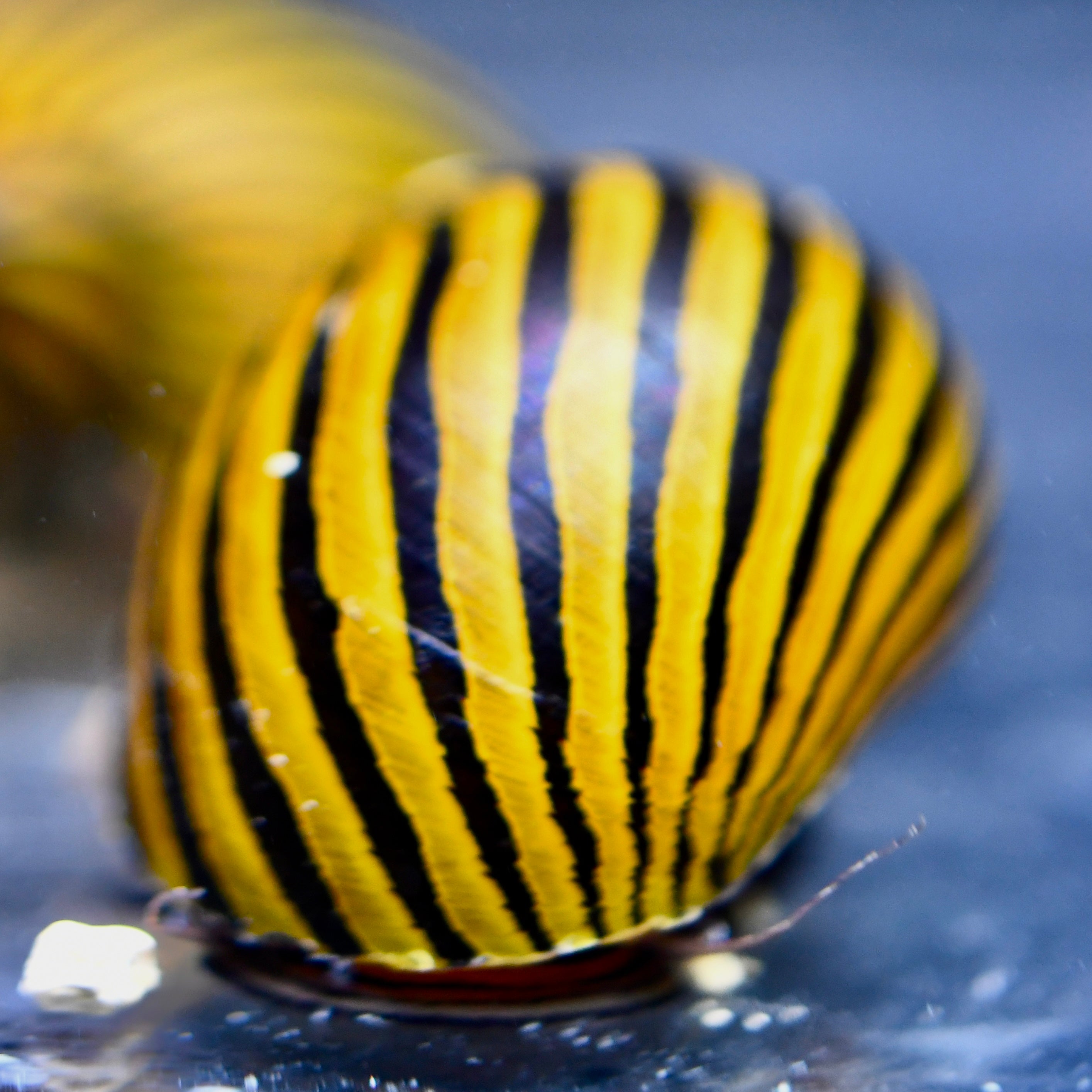 Zebra Nerite Snails