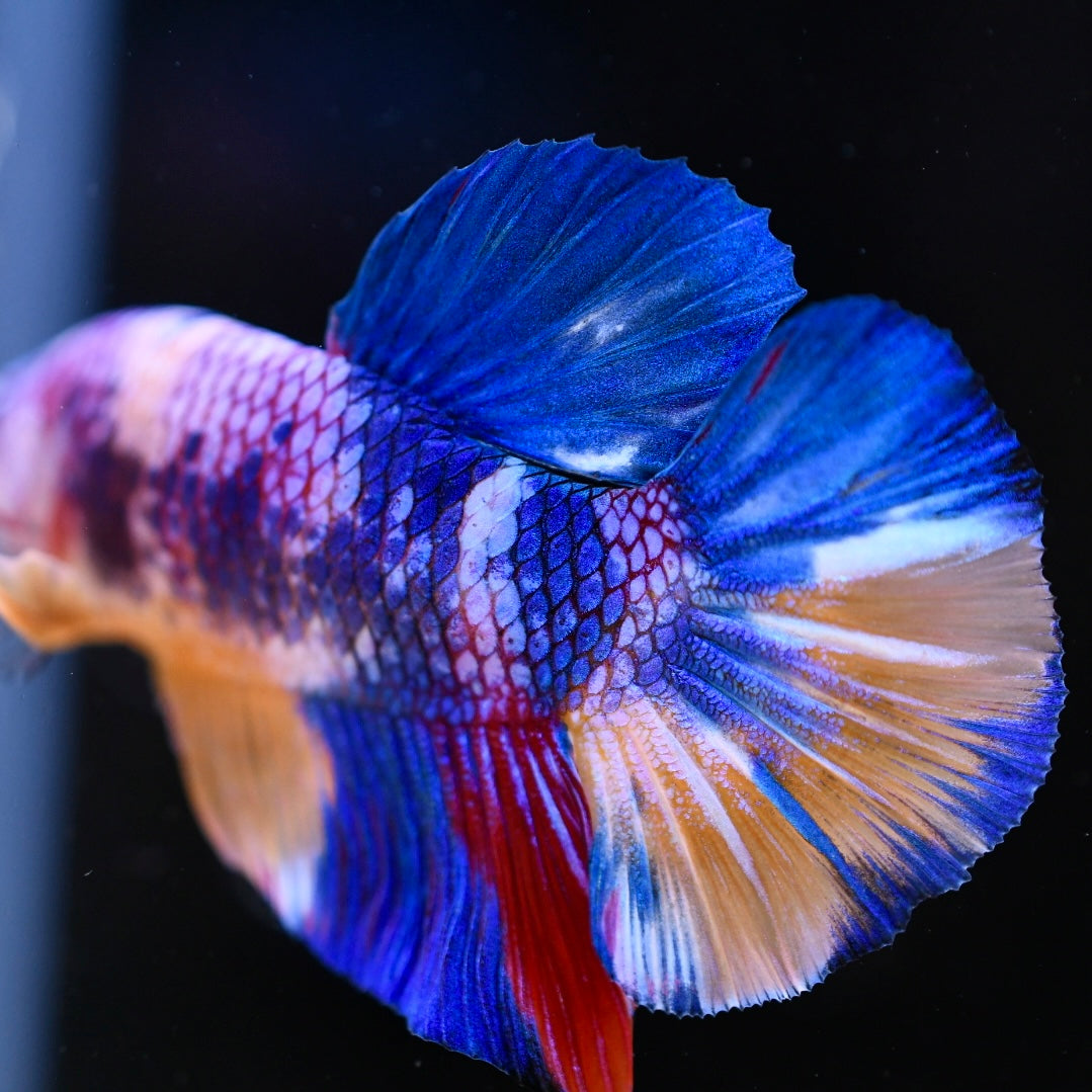 Giant Multicolor Halfmoon Plakat #2
