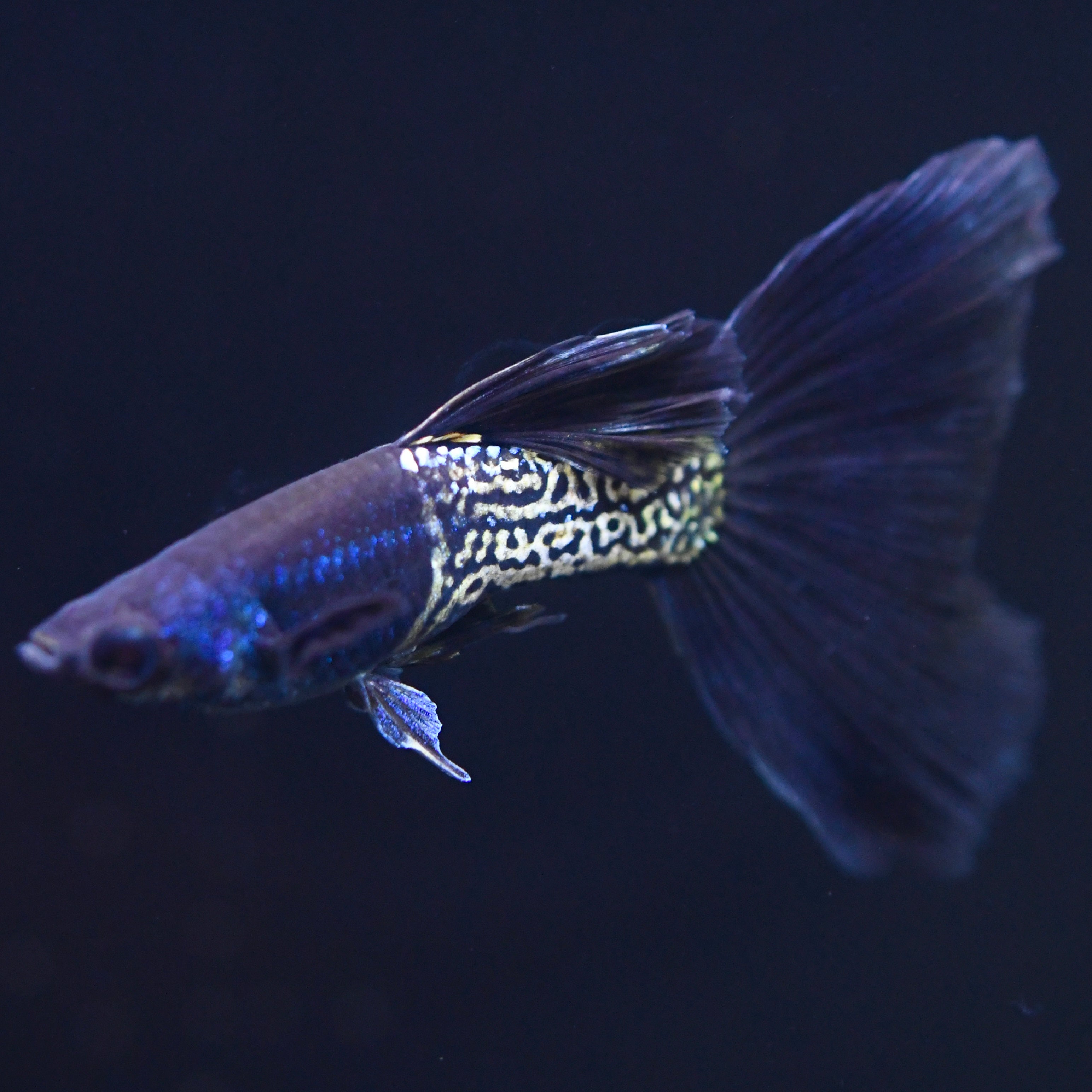 Black Tail Metallic Snakeskin - Canada Guppies