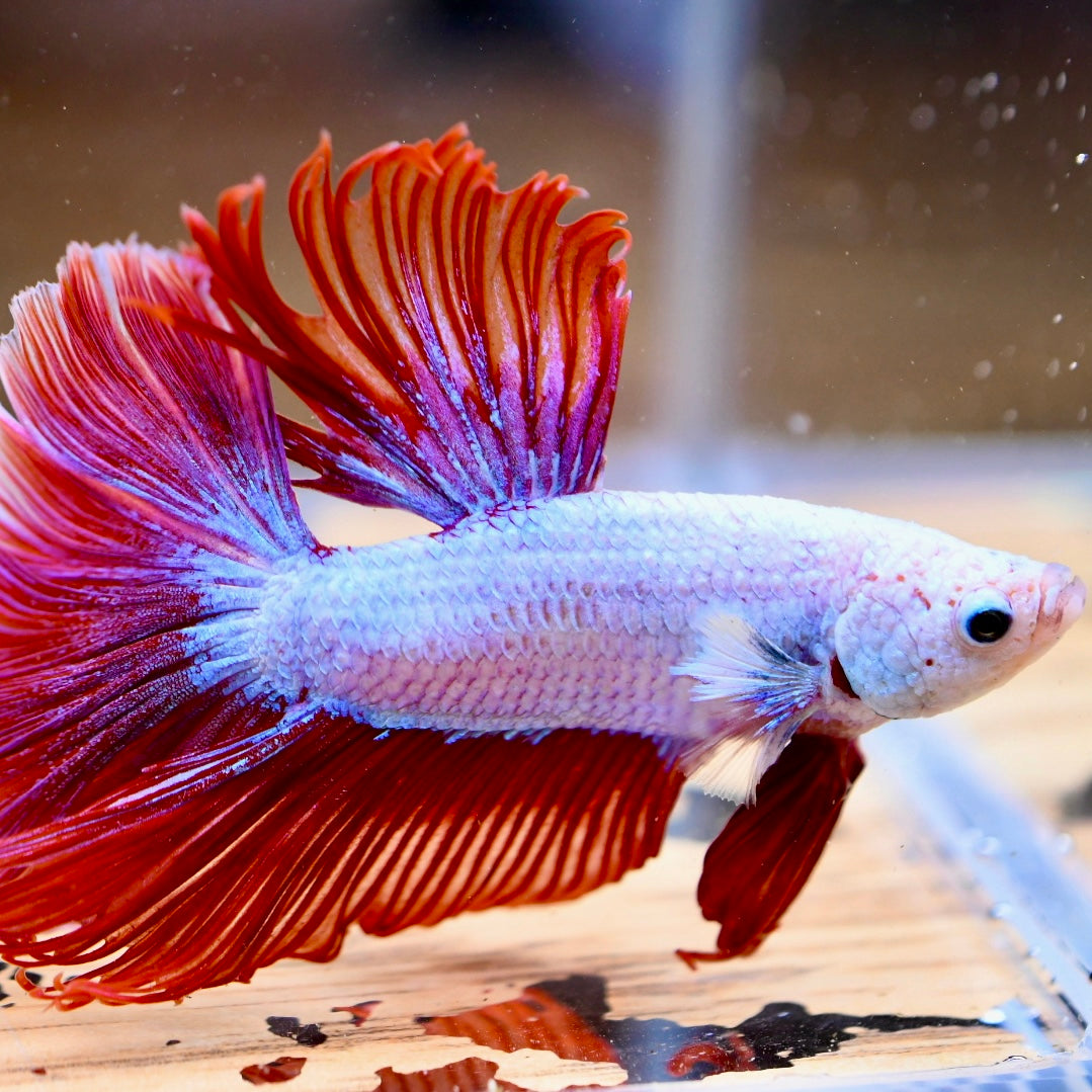 Red Dragon Halfmoon #2