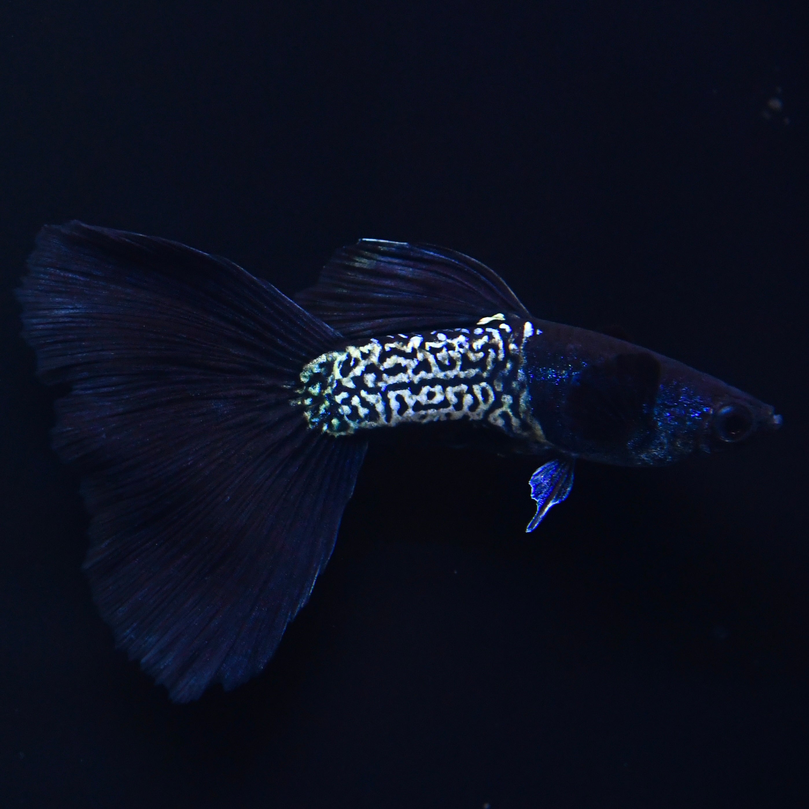 Black Tail Metallic Snakeskin