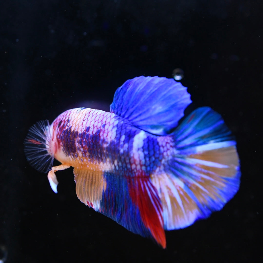 Giant Multicolor Halfmoon Plakat #2
