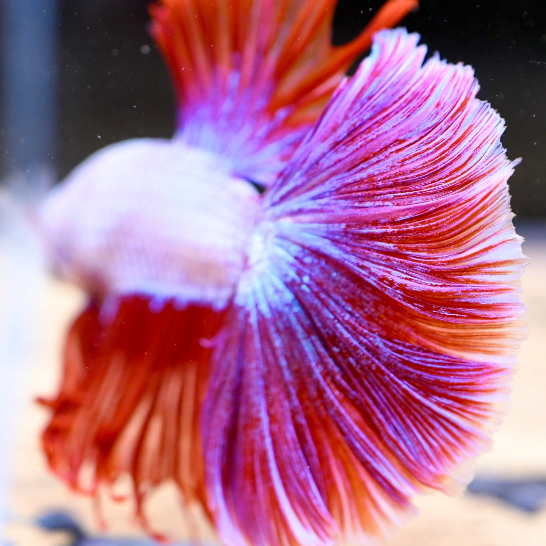 Red Dragon Halfmoon #2