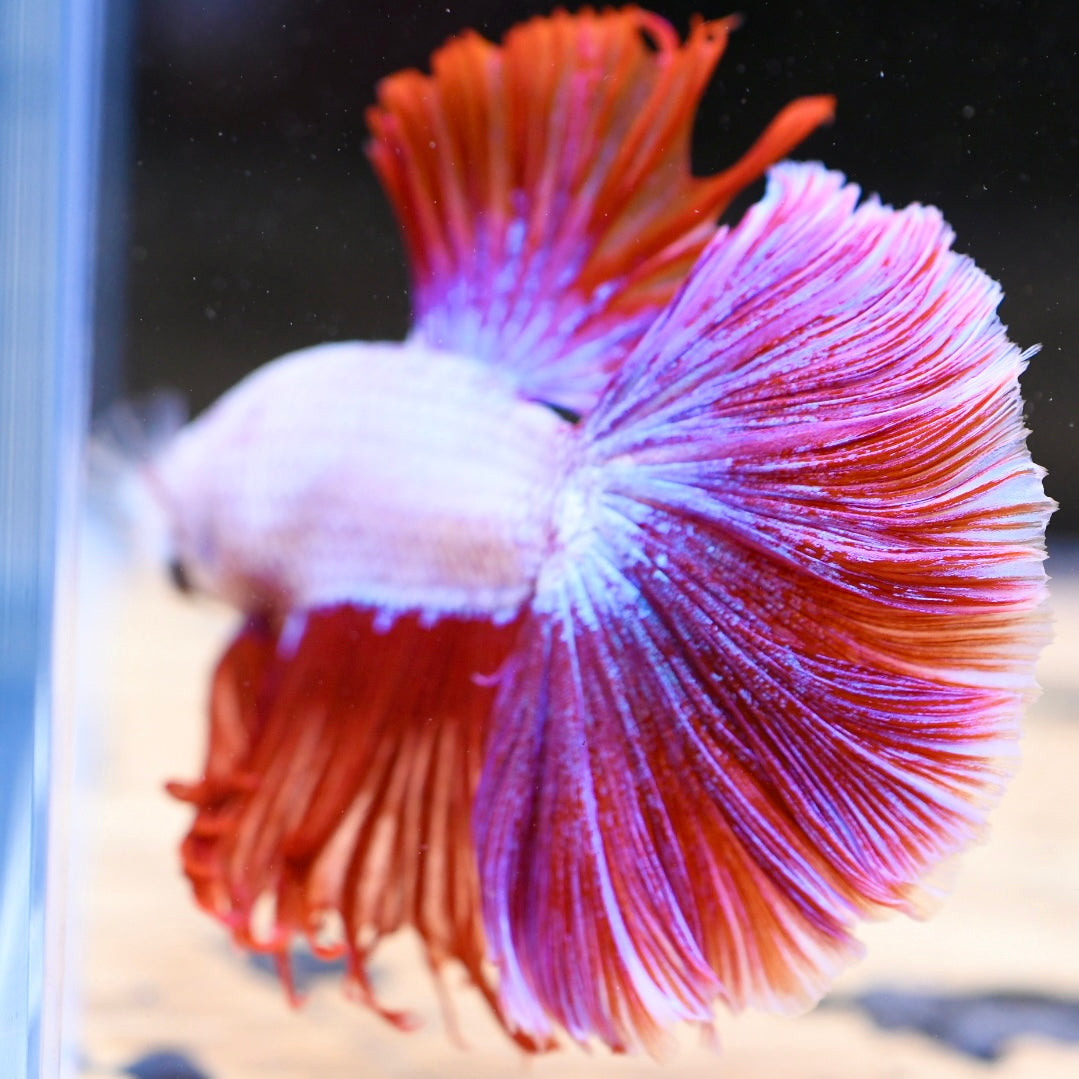 Red Dragon Halfmoon #2