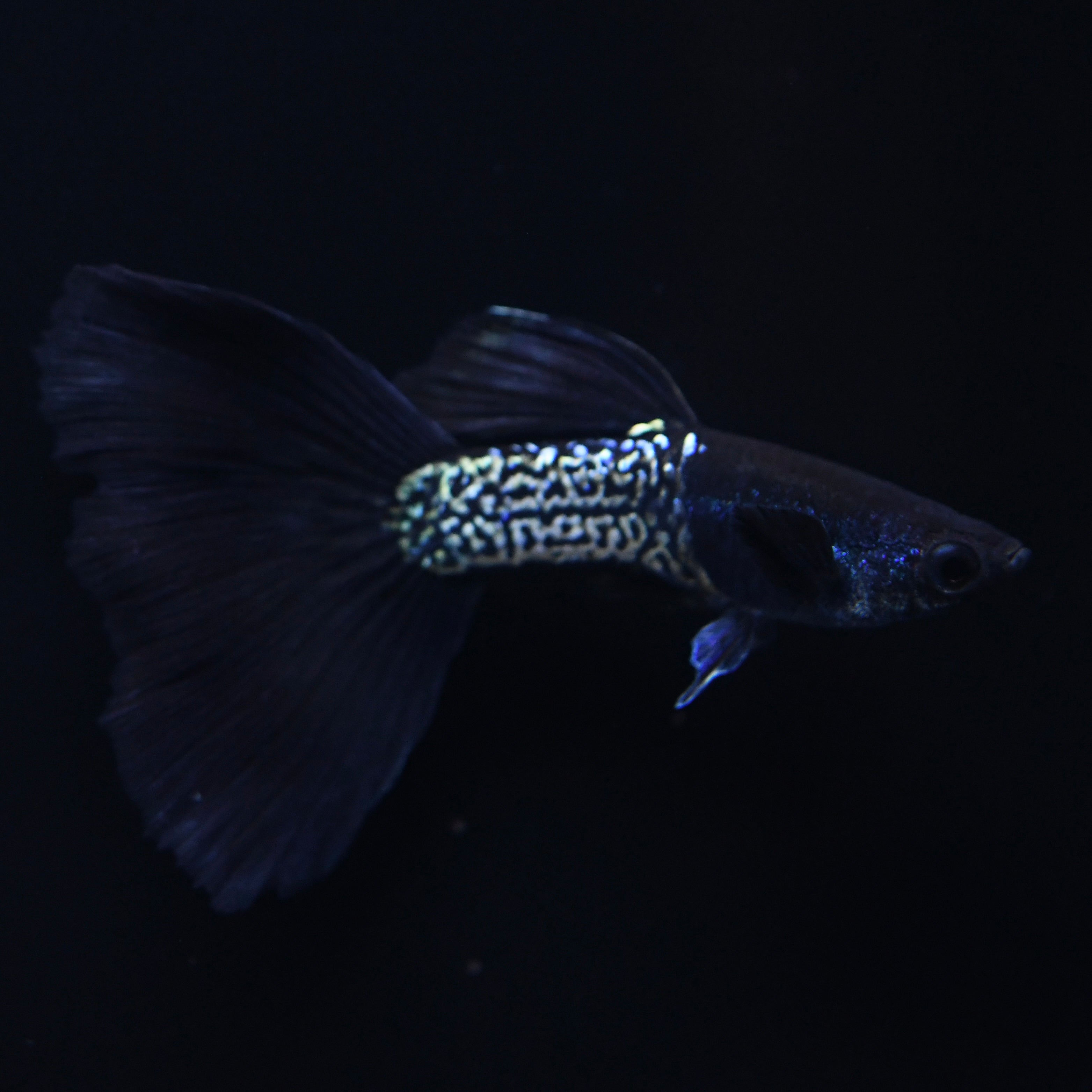 Black Tail Metallic Snakeskin - Canada Guppies