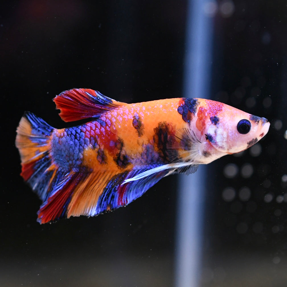 Giant Multicolor Halfmoon Plakat #3