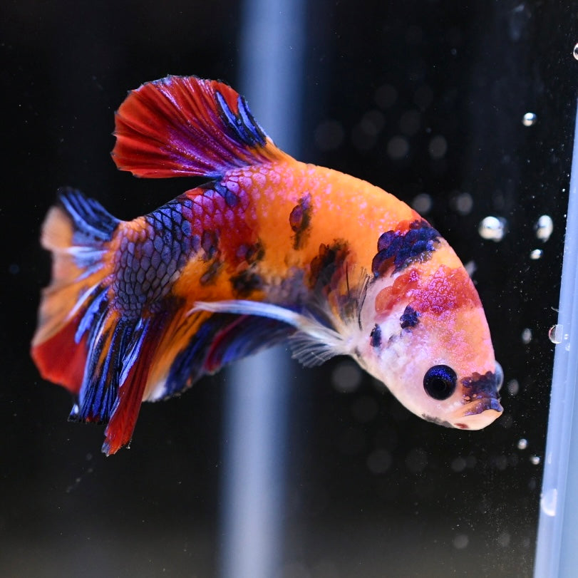 Giant Multicolor Halfmoon Plakat #3