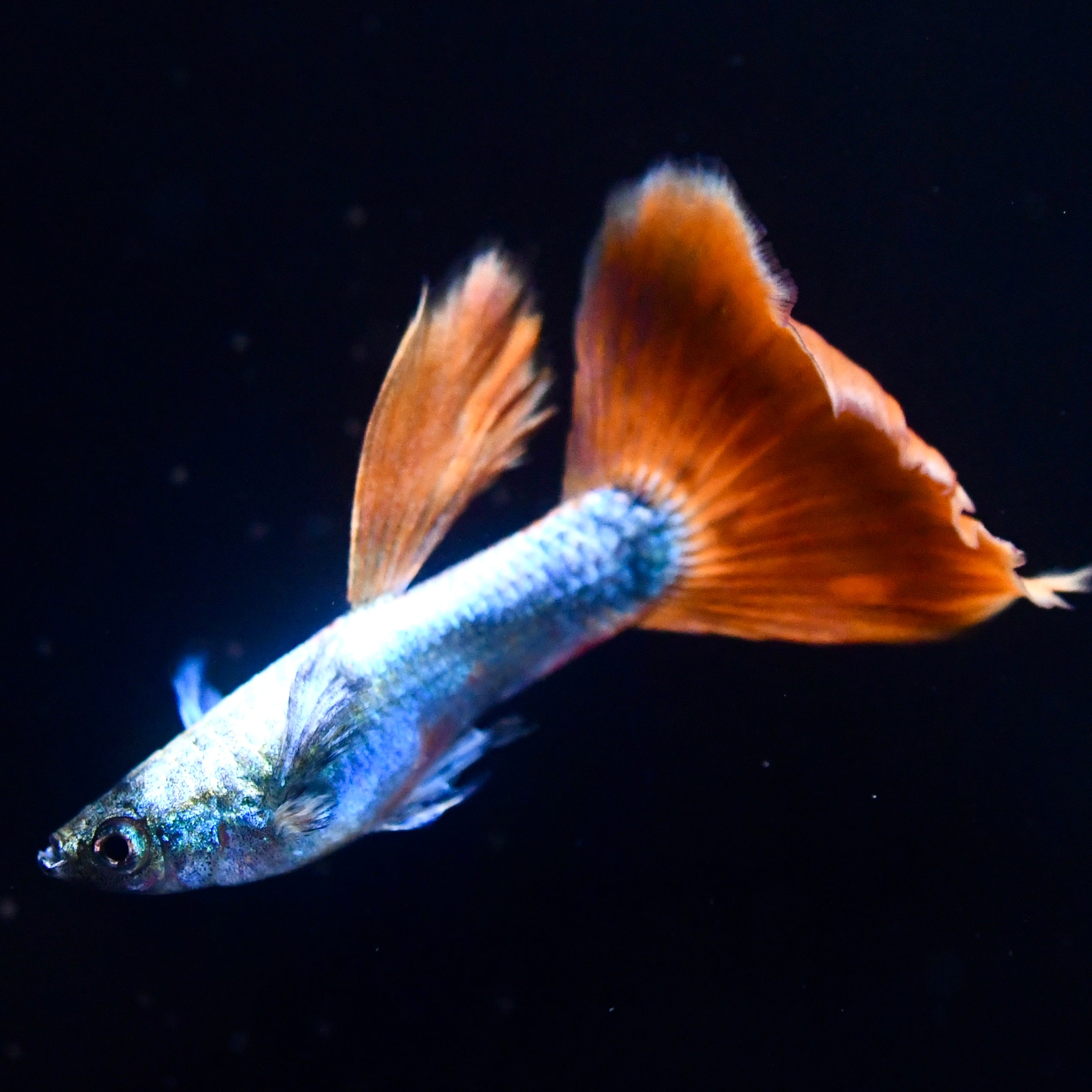 Santa Claus Christmas Line