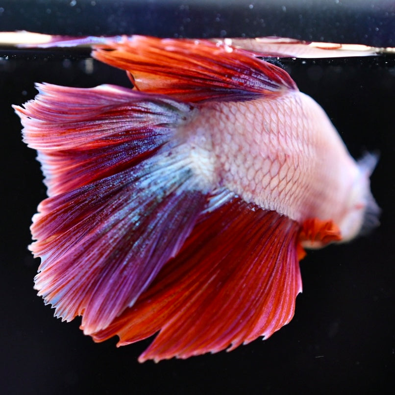 Red Dragon Halfmoon #3