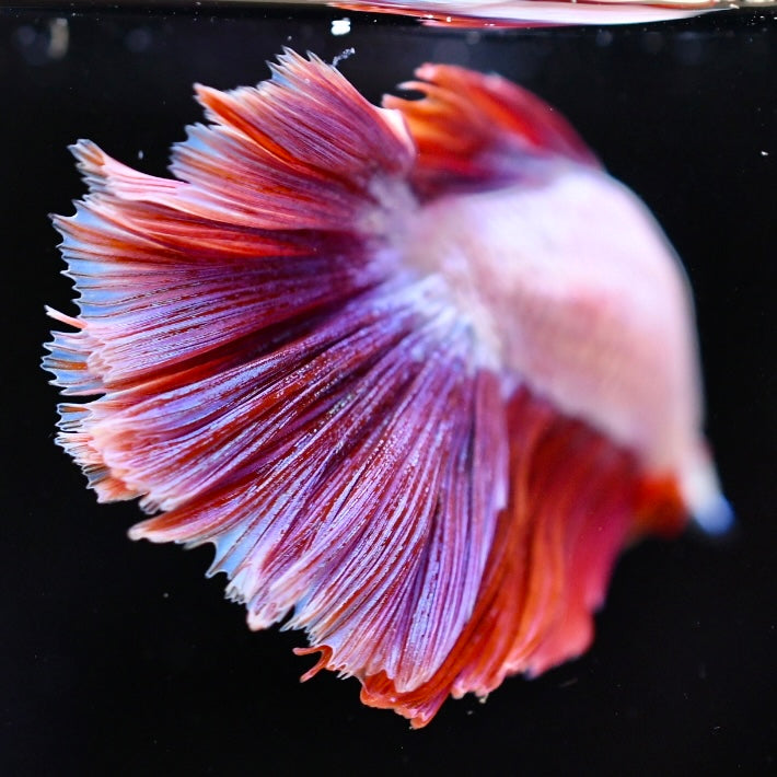 Red Dragon Halfmoon #3