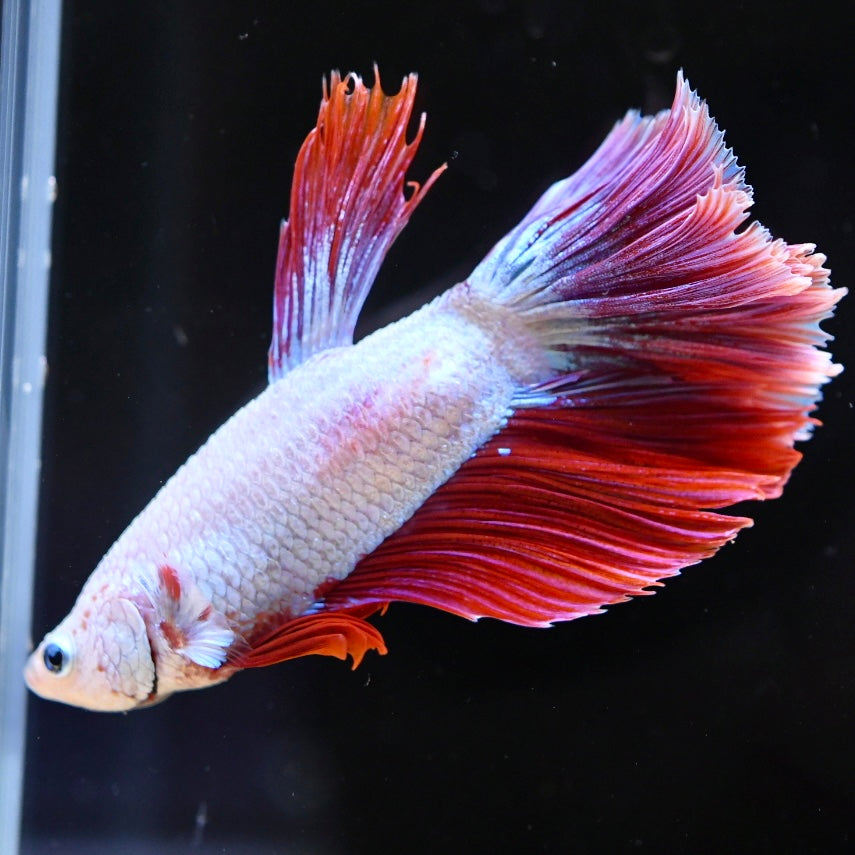 Red Dragon Halfmoon #3