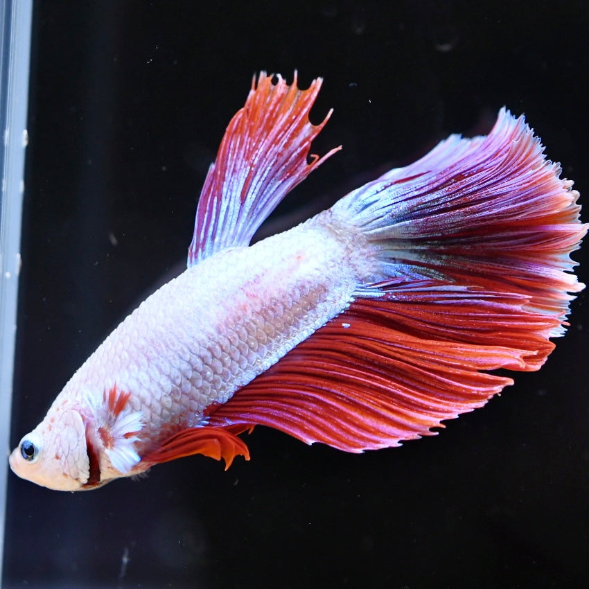 Red Dragon Halfmoon #3
